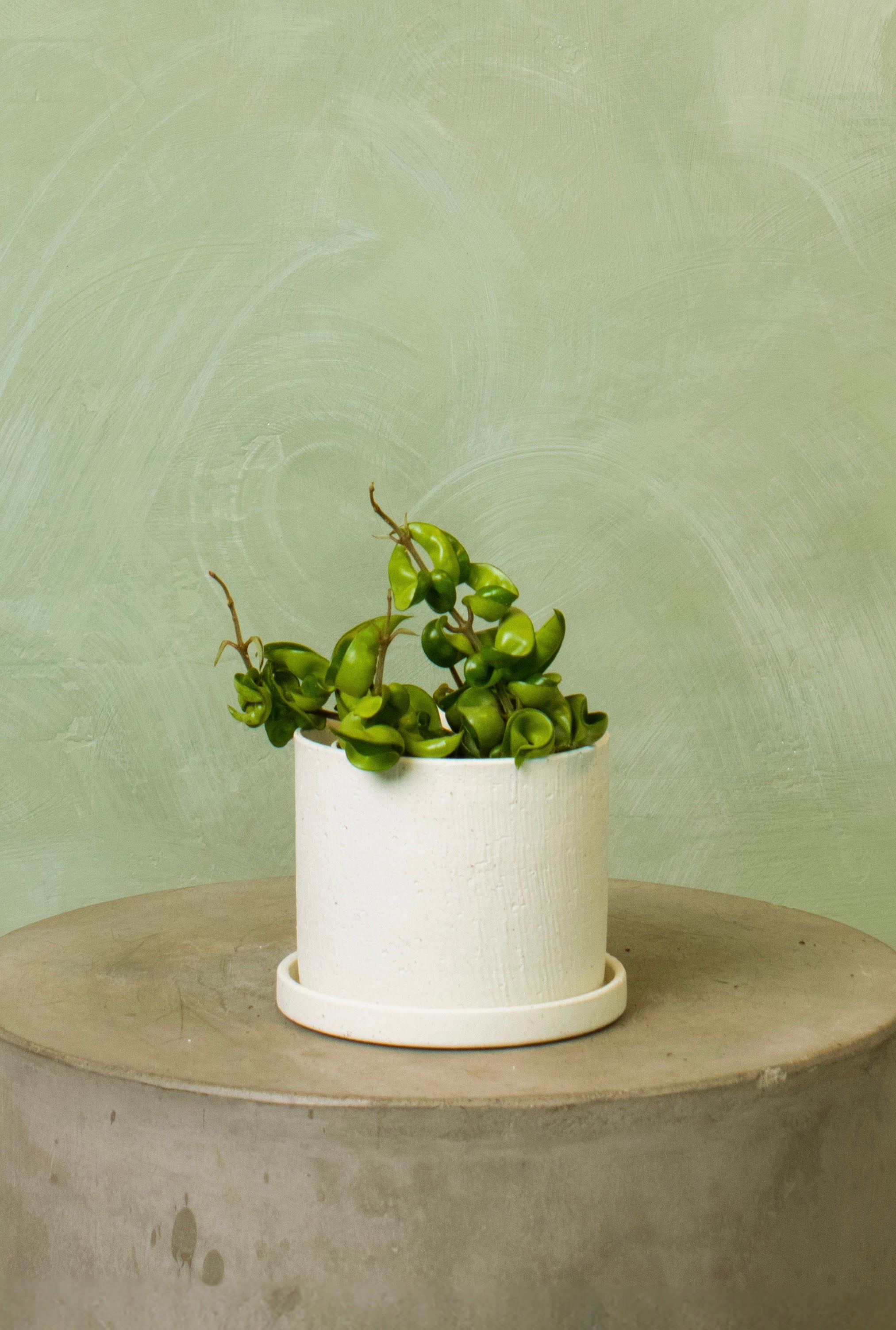 Potted 5.5" Hoya Rope