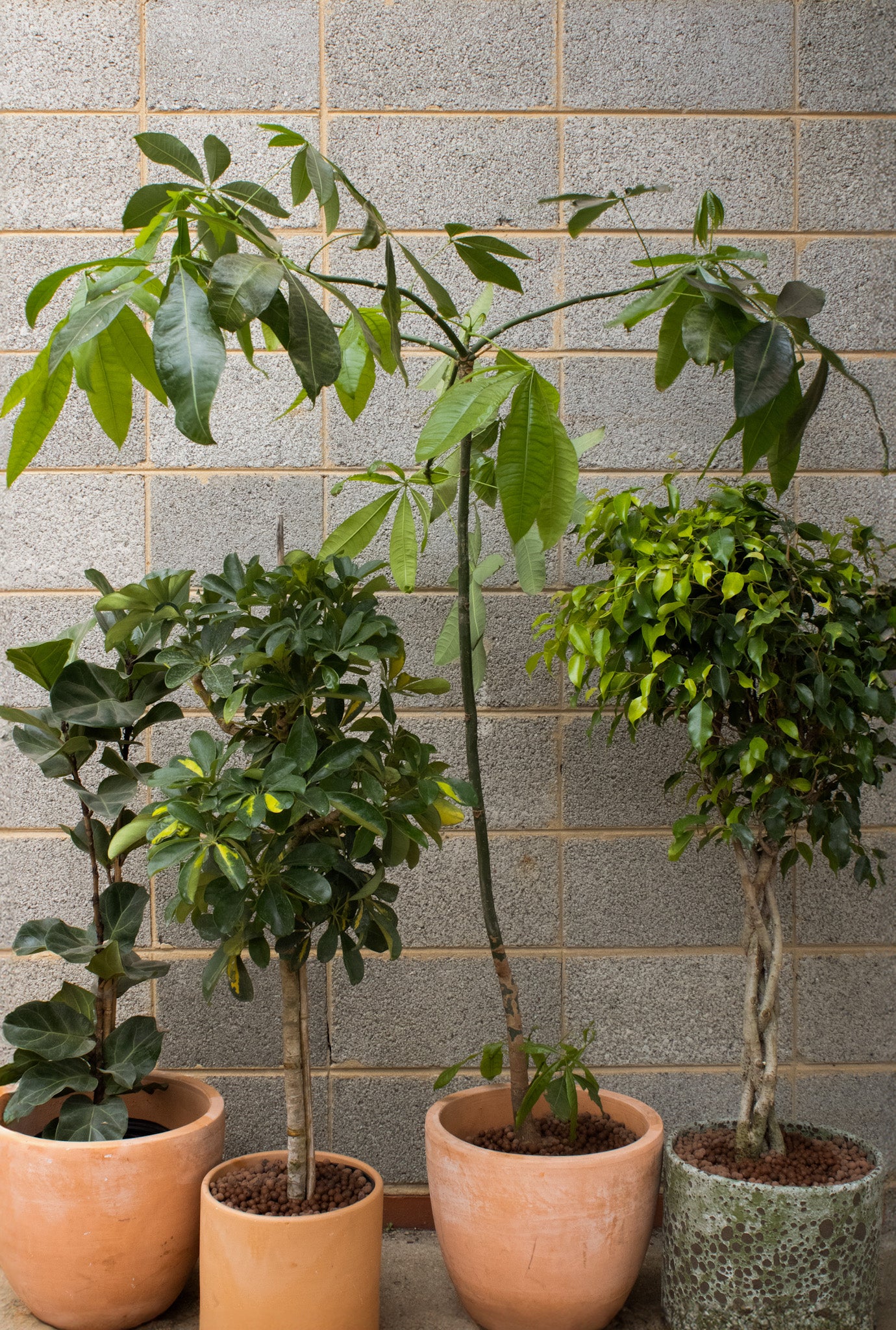 Earth Day Tree Workshop @ Capitol Hill - 7pm on April 22nd