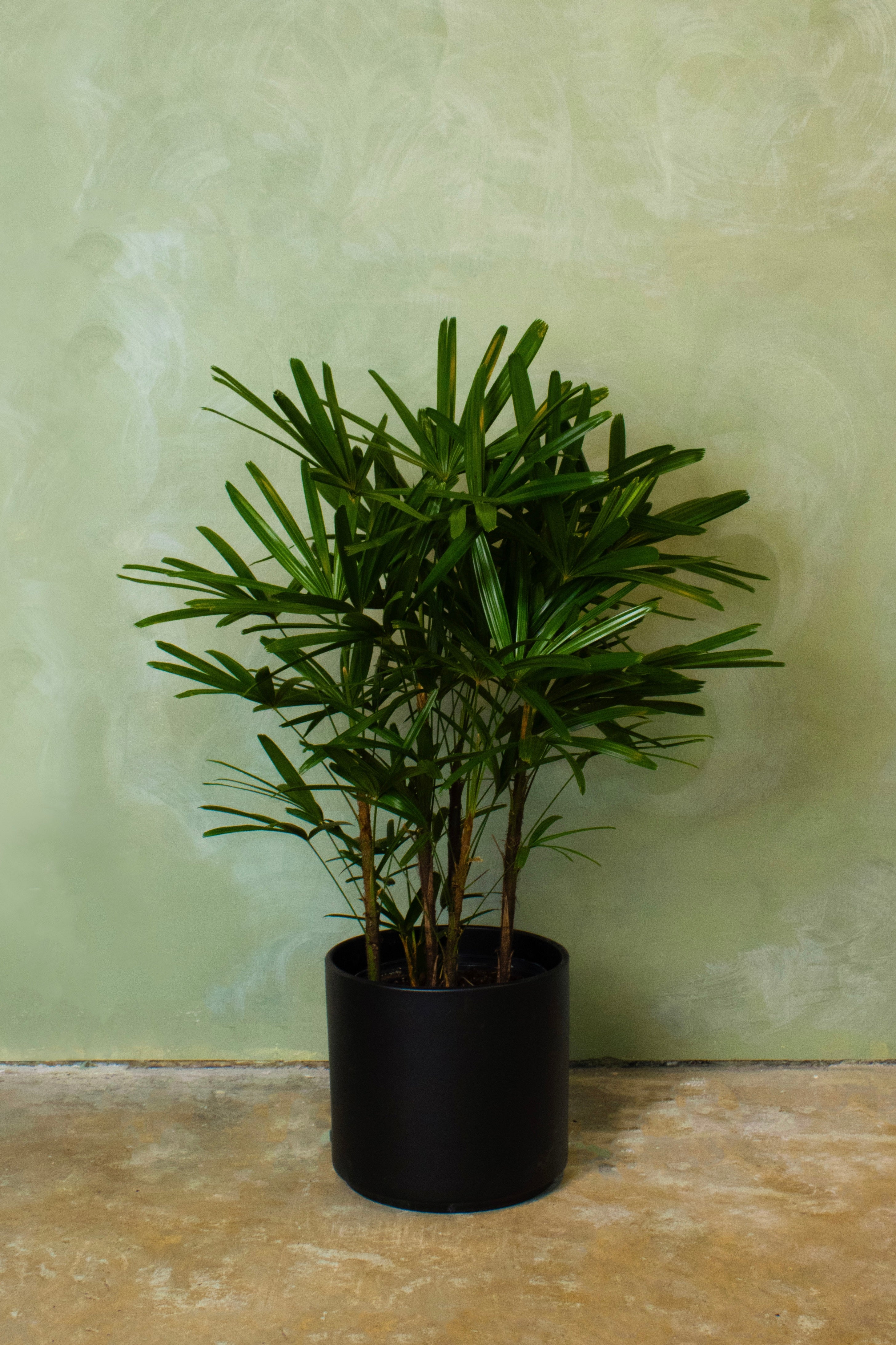 Potted 10" Lady Palm