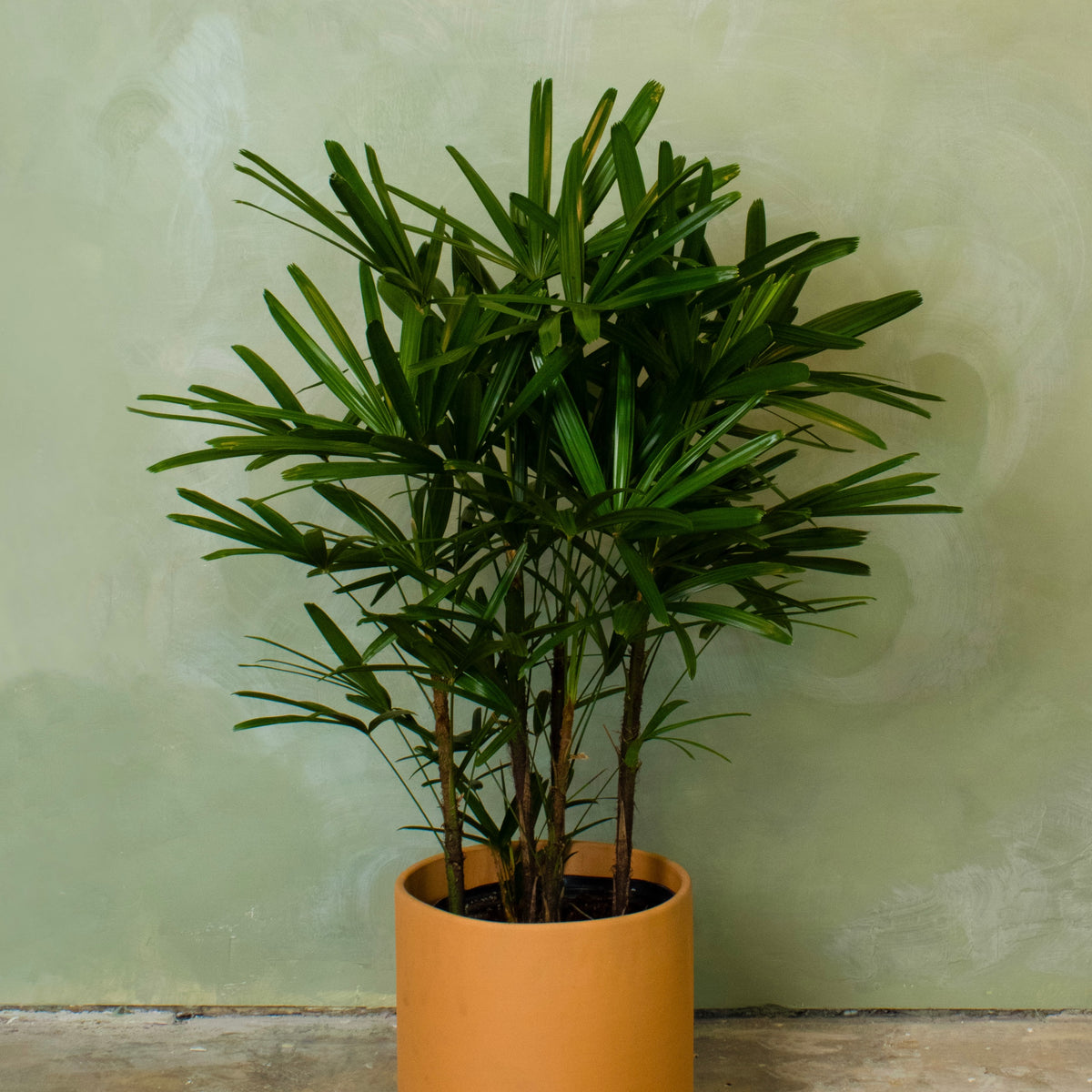 Potted 10