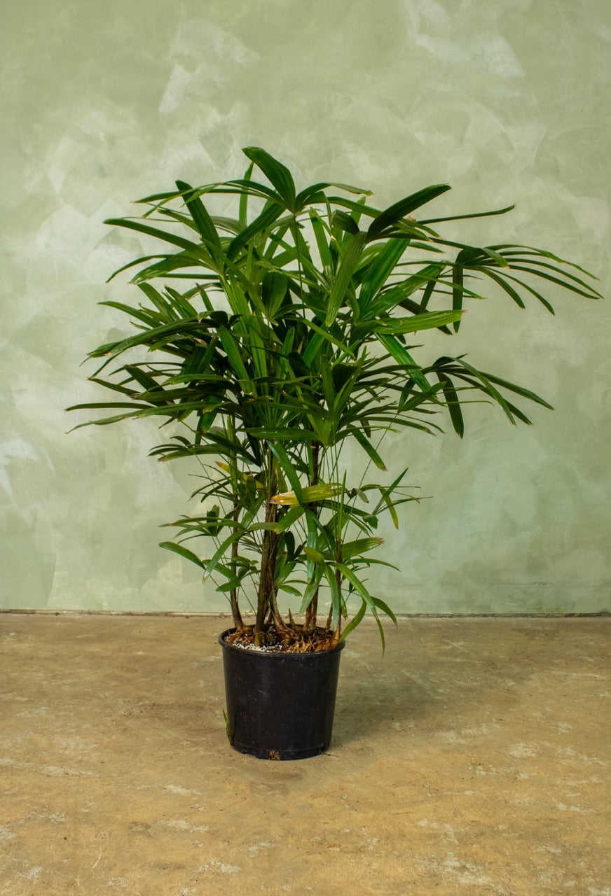 10" Lady Palm