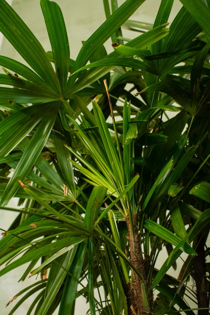 14" Lady Palm