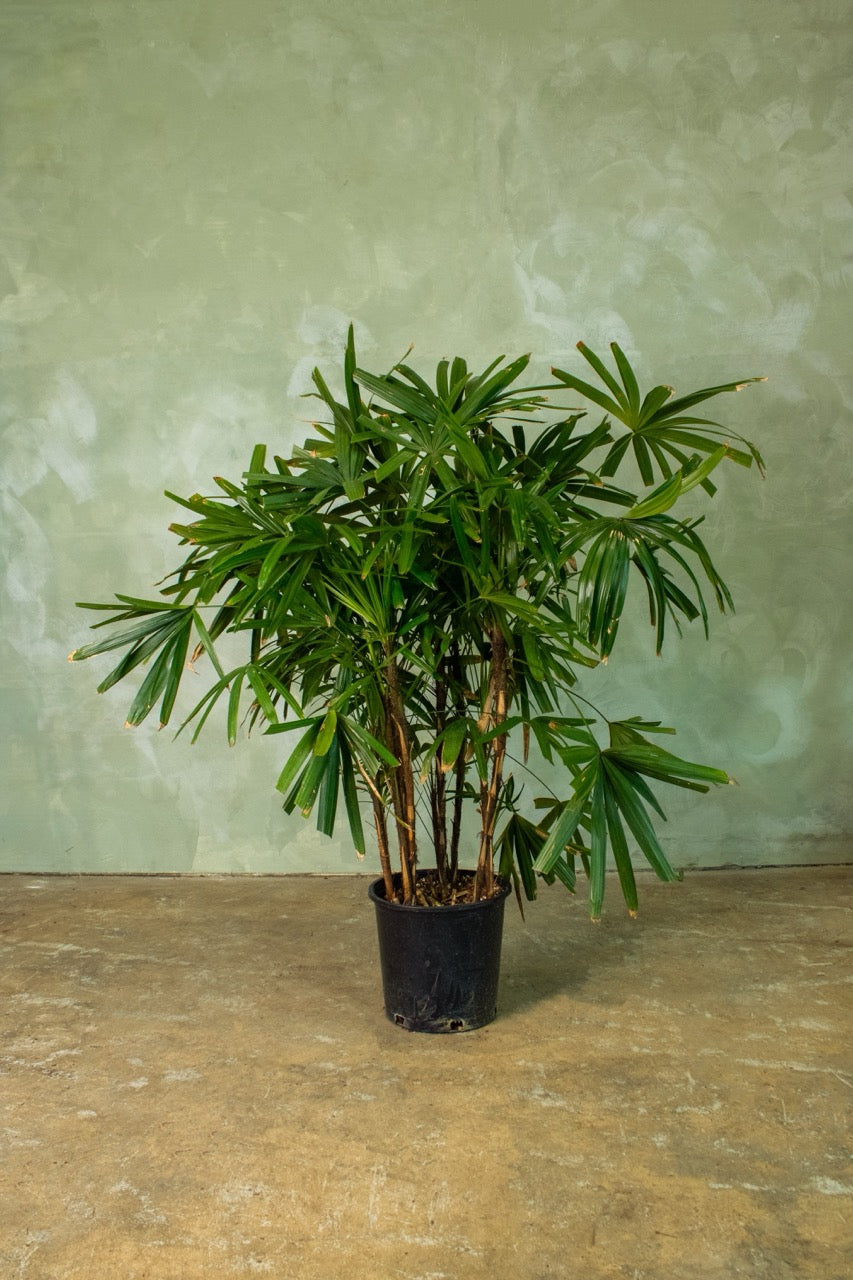 14" Lady Palm