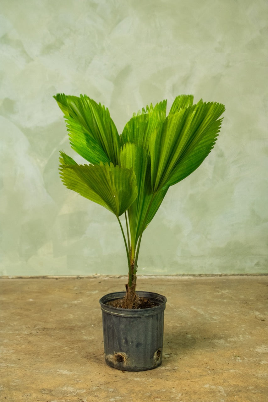 10" Licuala Grandis