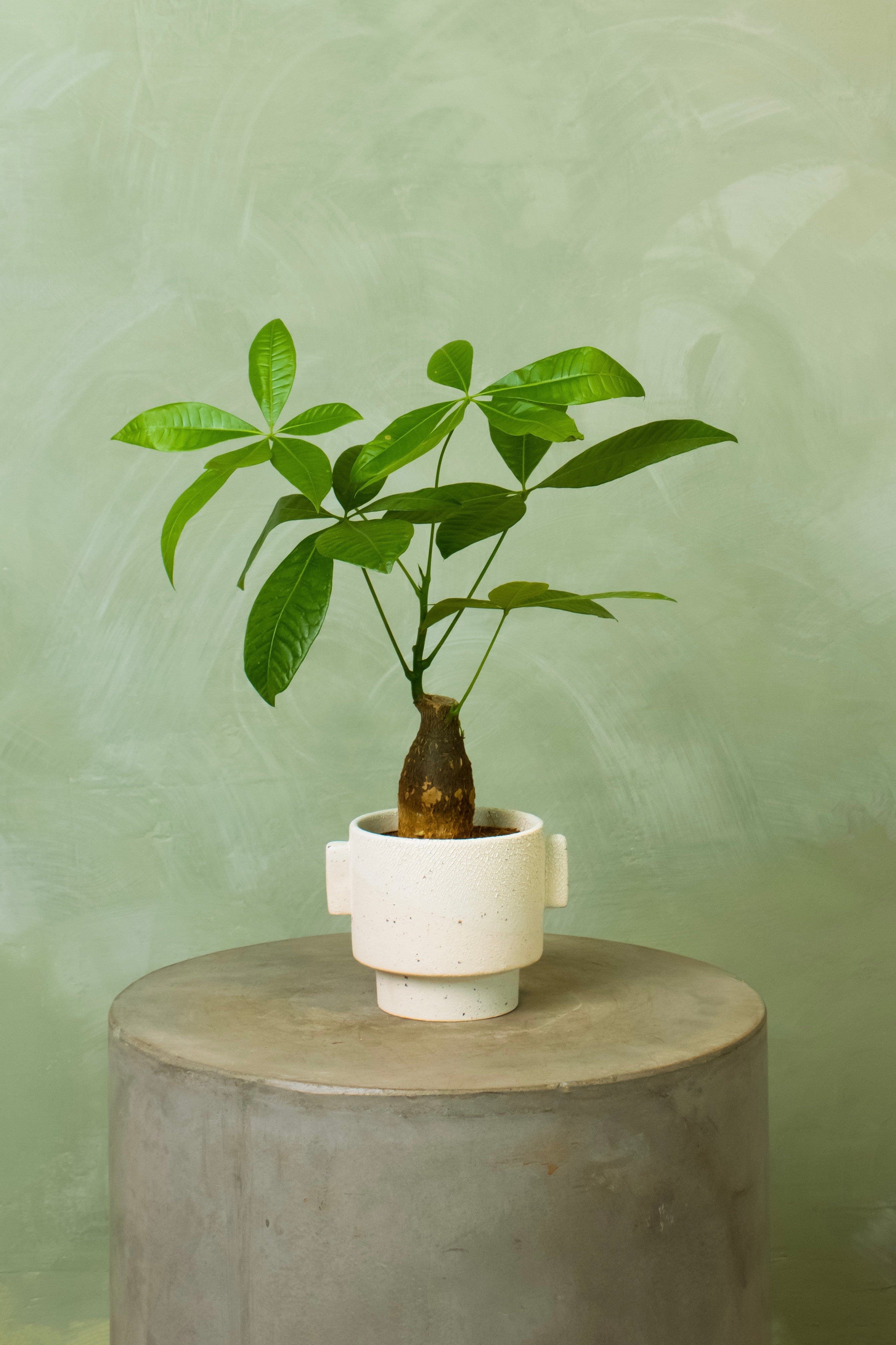 Potted 4.5" Money Tree Stump