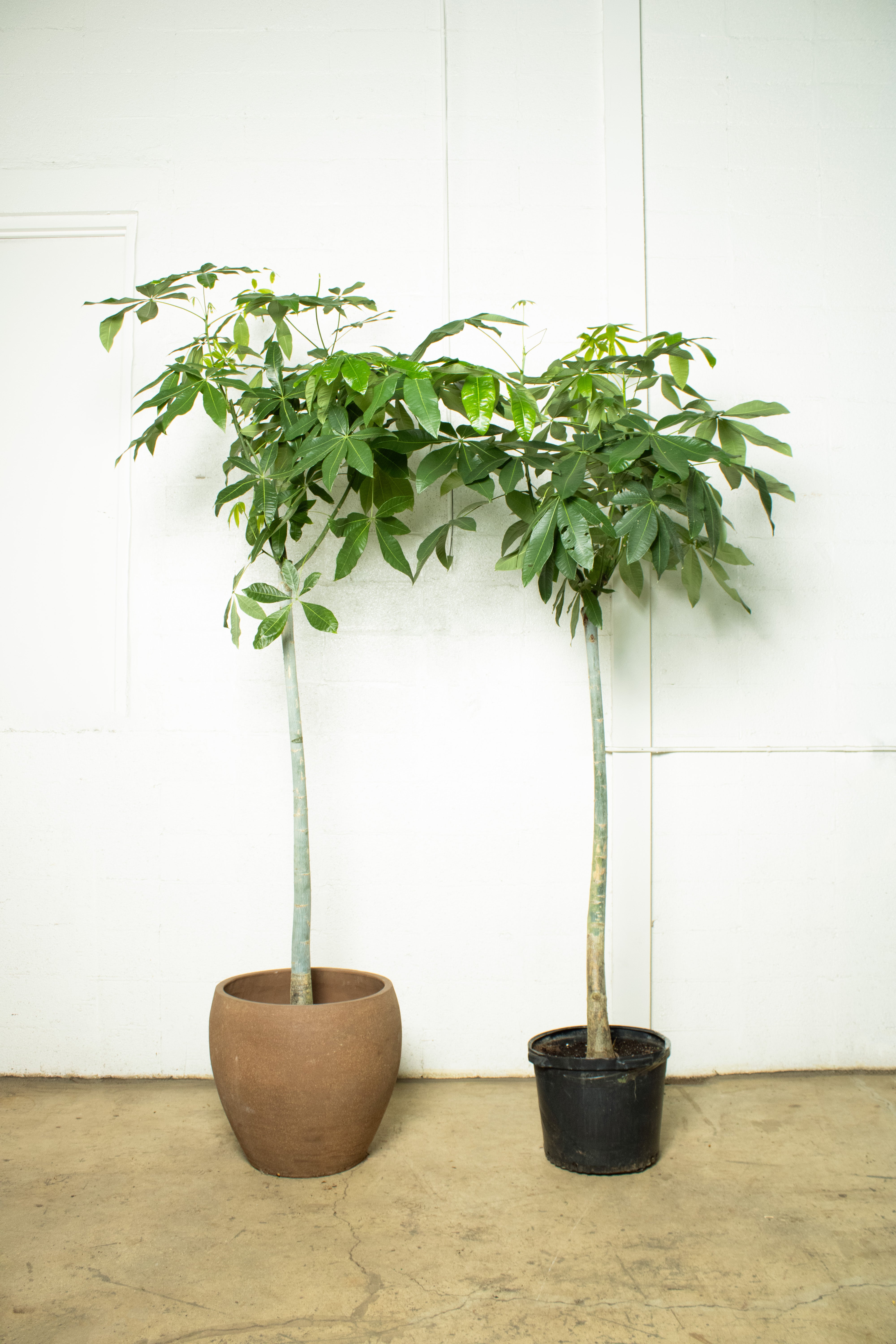 Money Tree