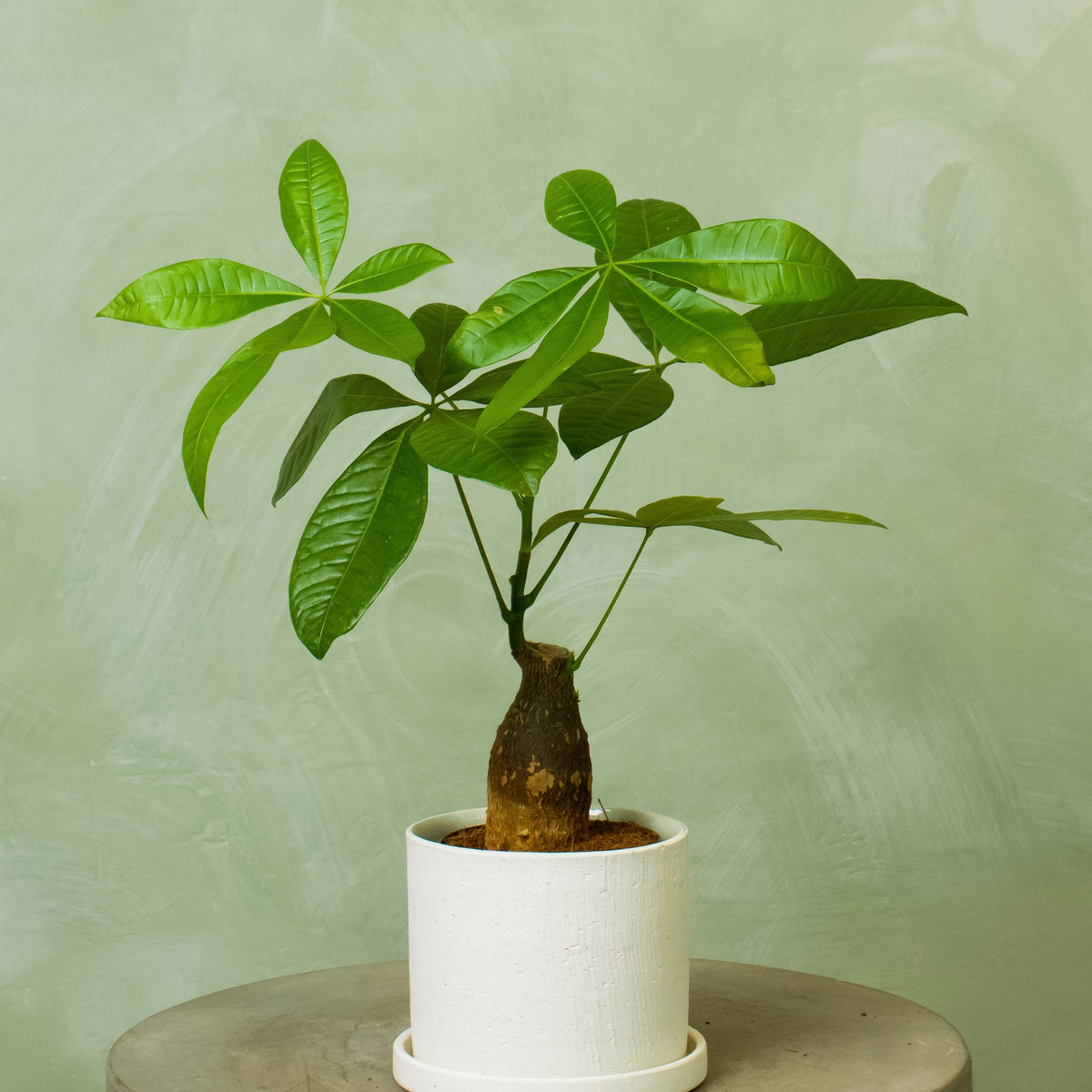 Potted 5.5