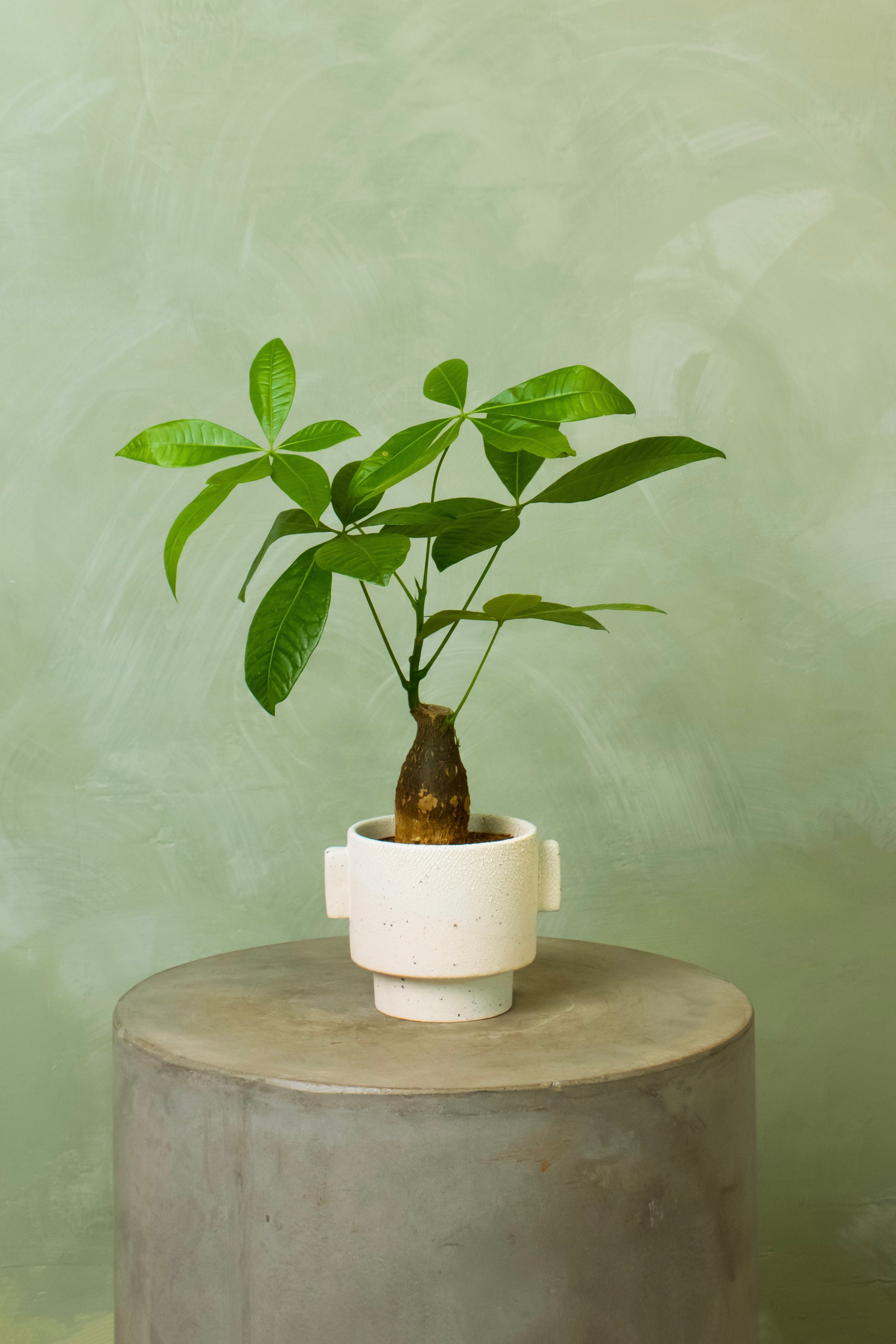 Potted 4.5" Money Tree Stump