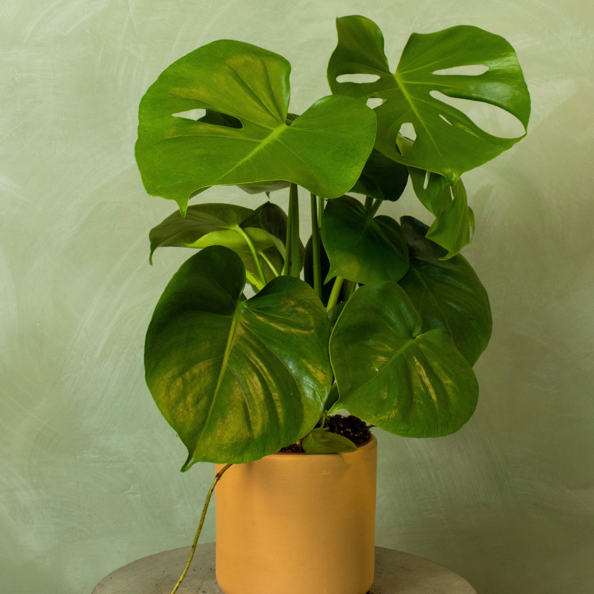 6 inch monstera Potted 6" Monstera deliciosa