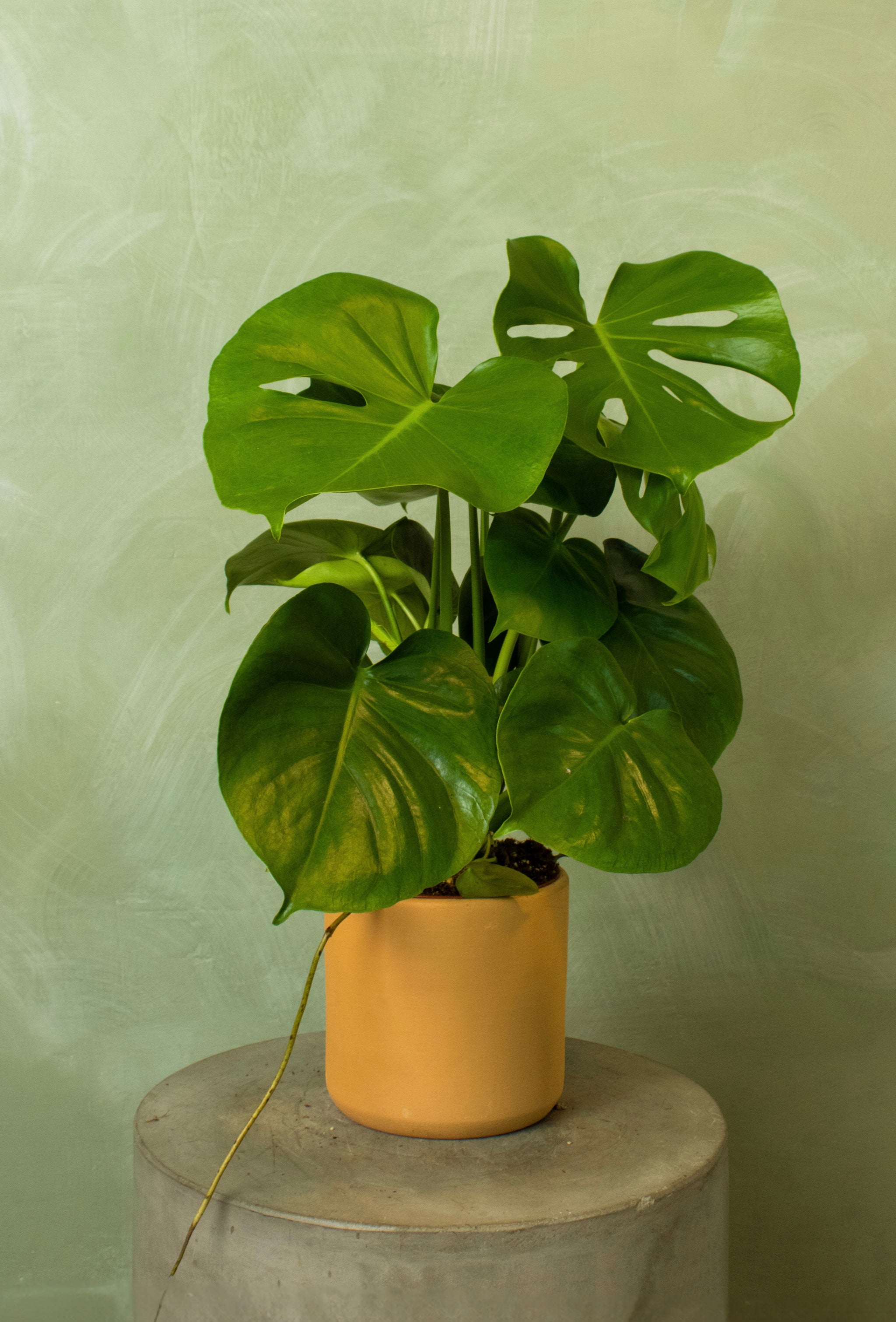 monstera deliciosa 3-6 Potted 6" Monstera deliciosa