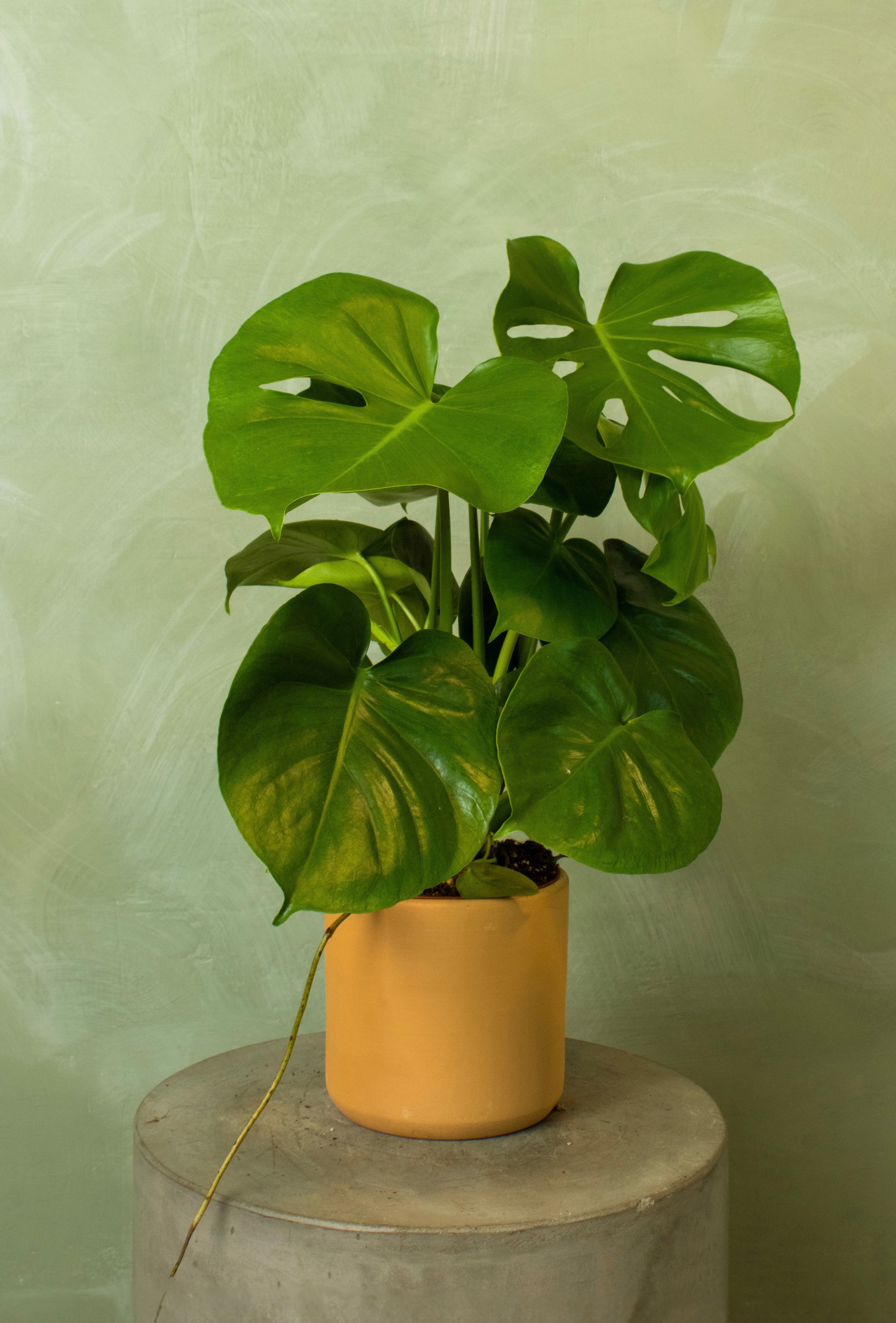 Potted 6" Monstera deliciosa