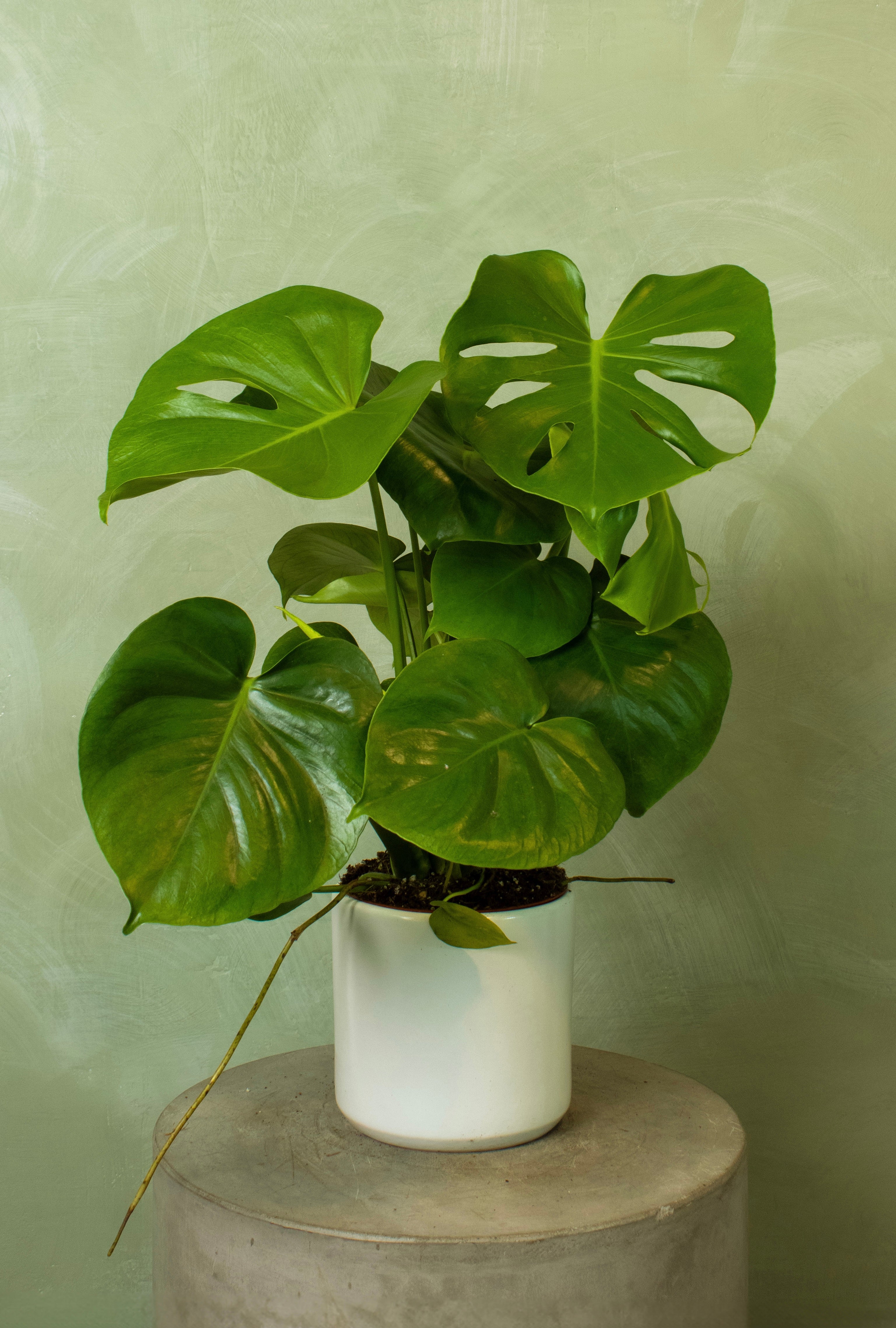 Potted 6" Monstera deliciosa