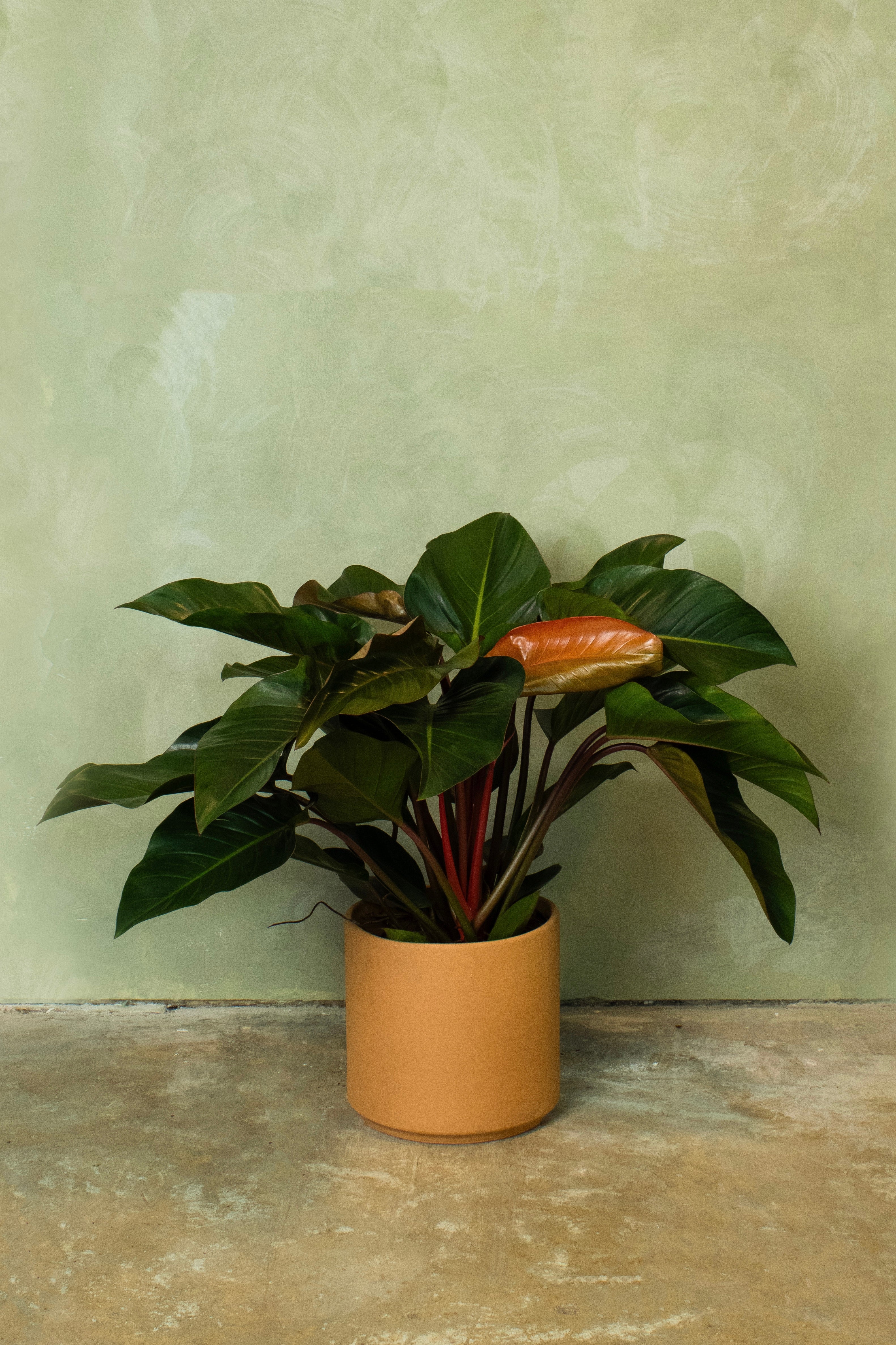 Potted 10" Philodendron Rojo Conjo