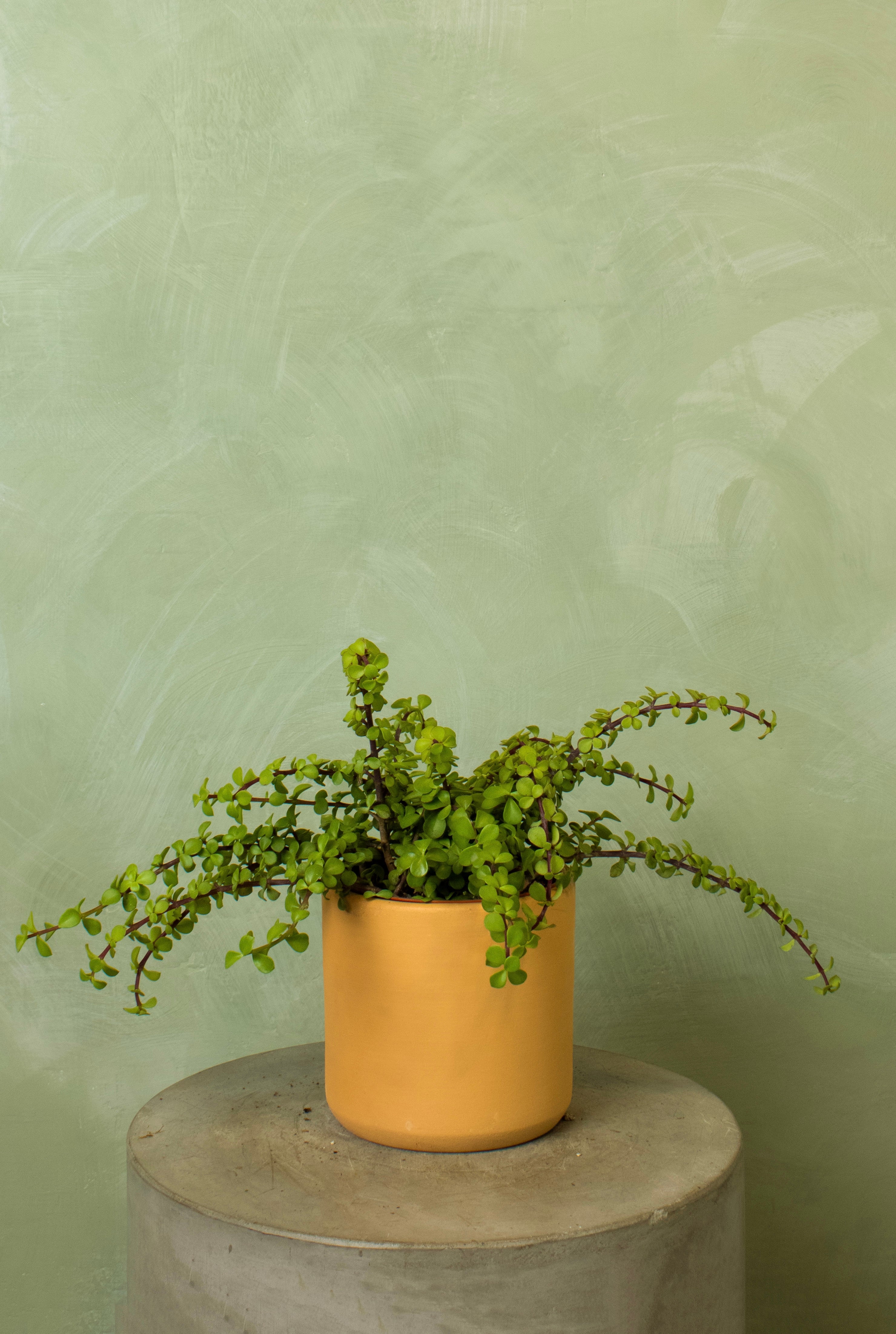 Potted 6" Elephant Bush