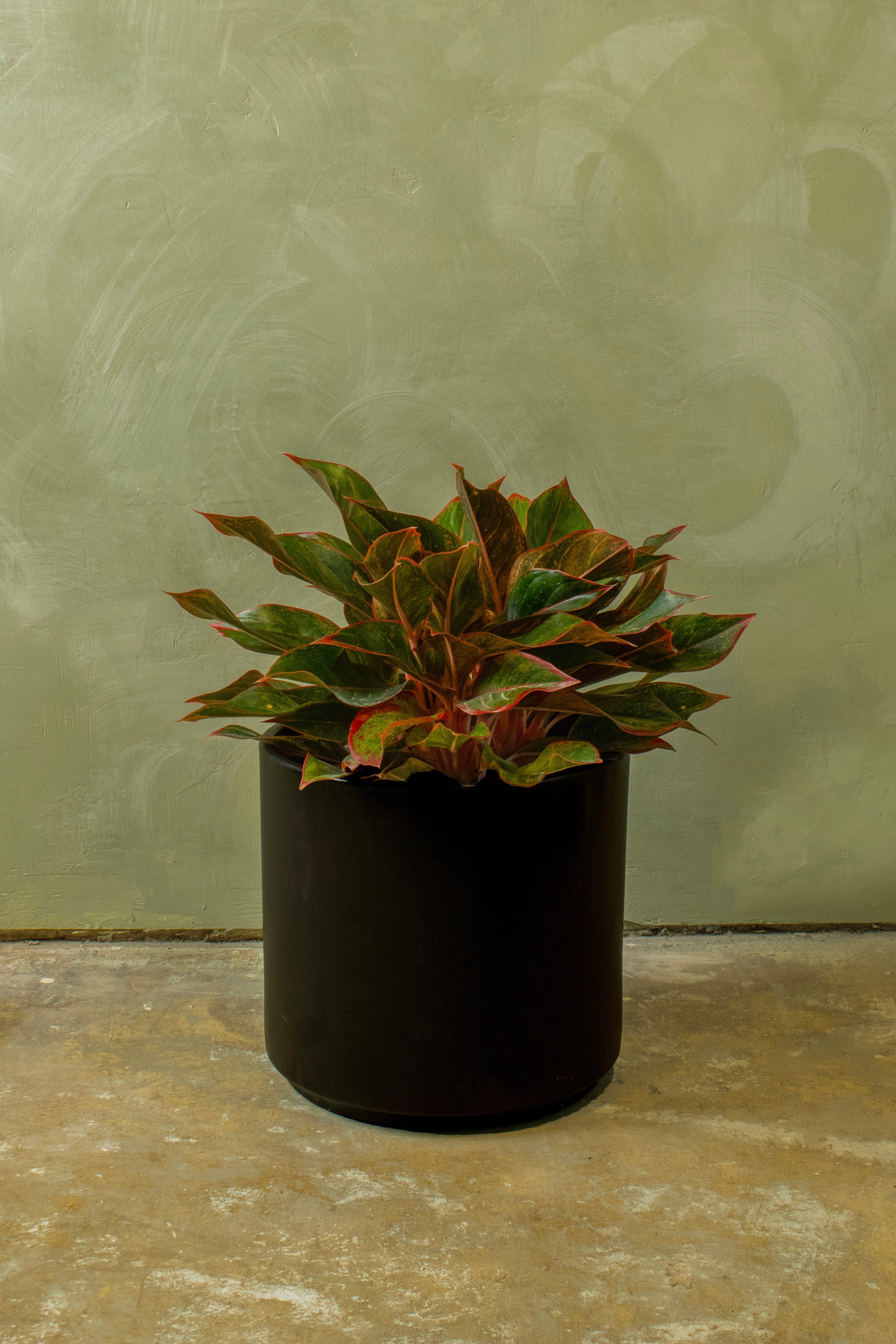 Potted 10" Aglaonema 'Red Siam'