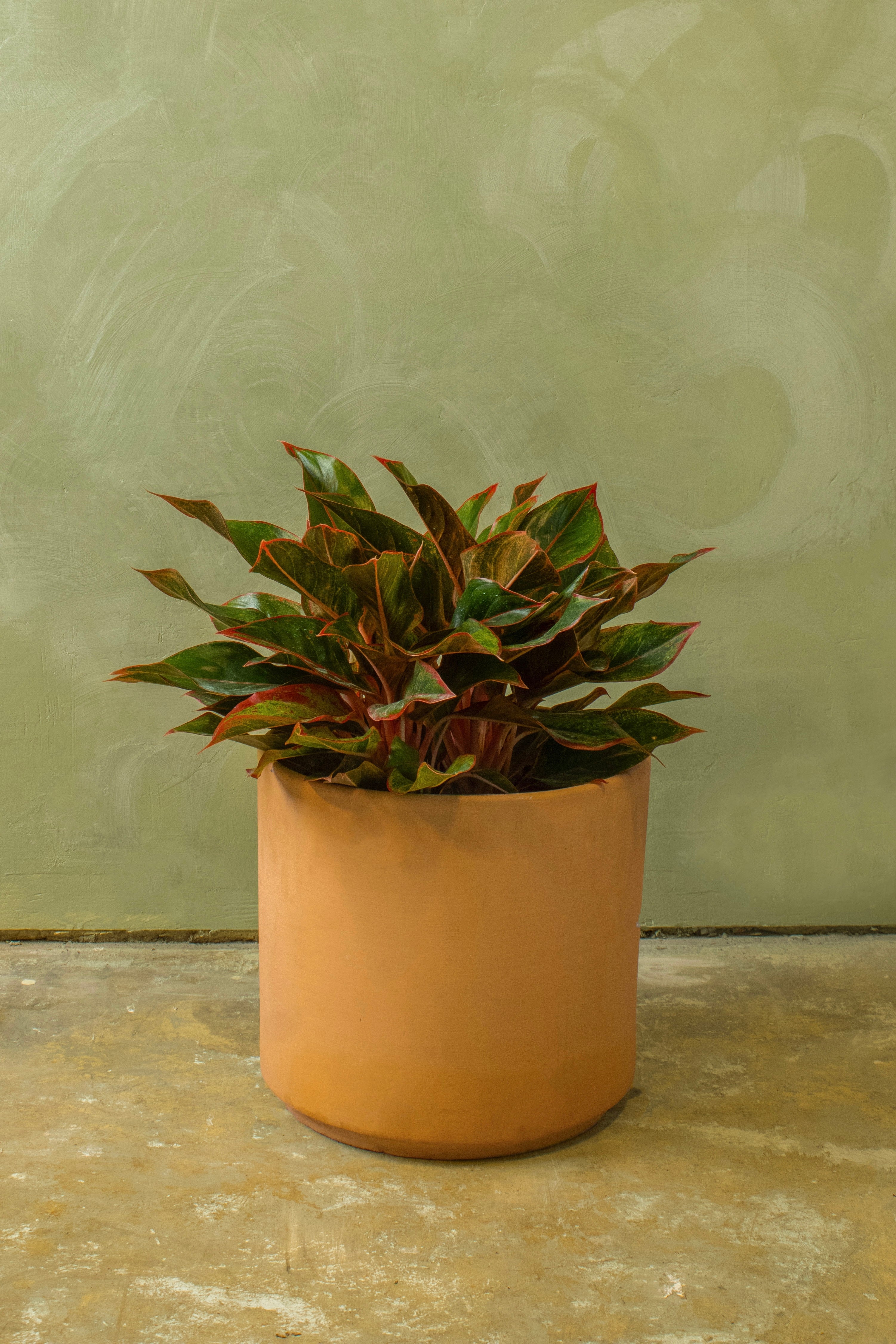 Potted 10" Aglaonema 'Red Siam'