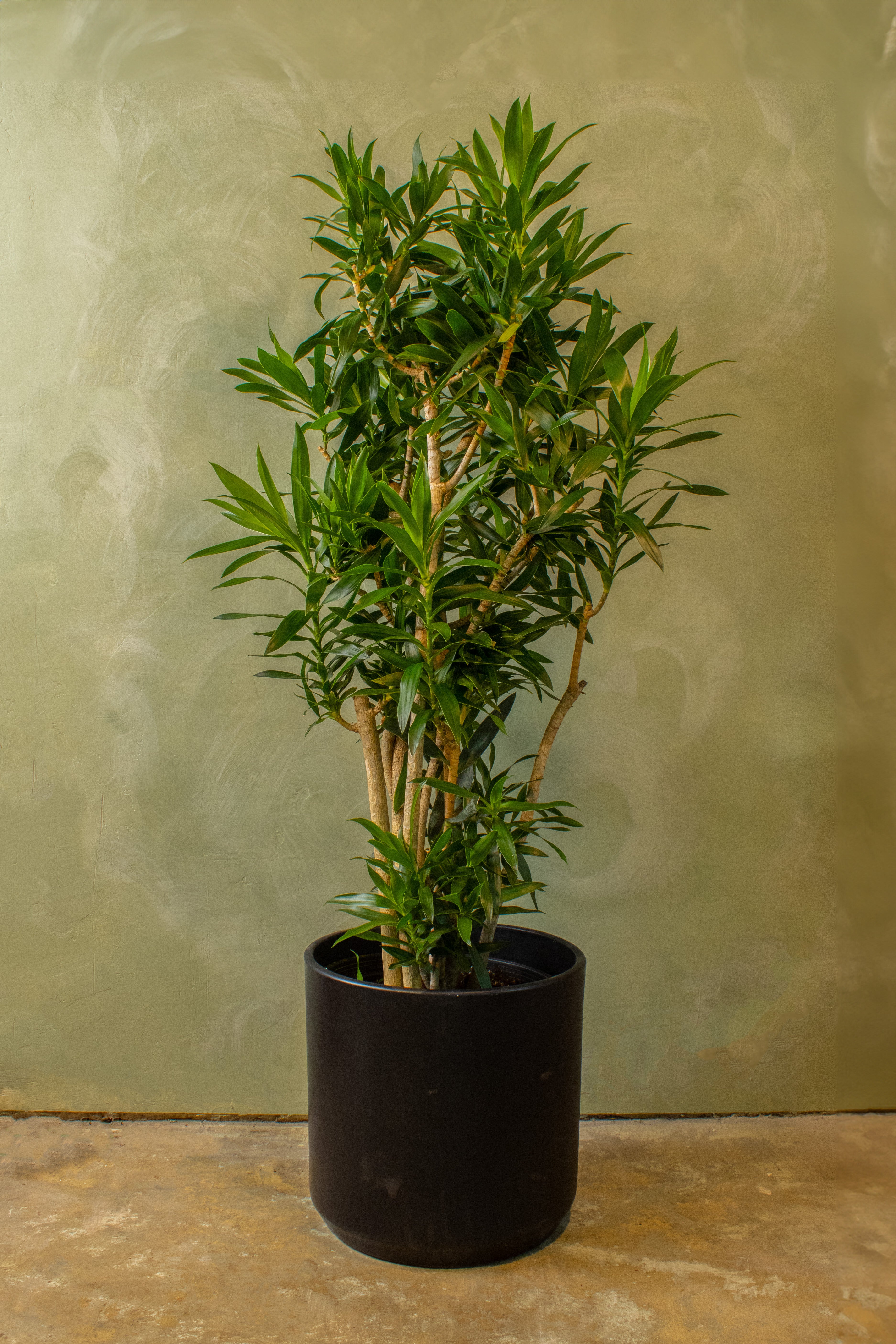 Potted 15" Dracaena Reflexa Bush