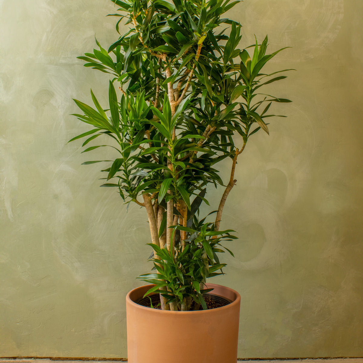 dracaena reflexa height Potted 15