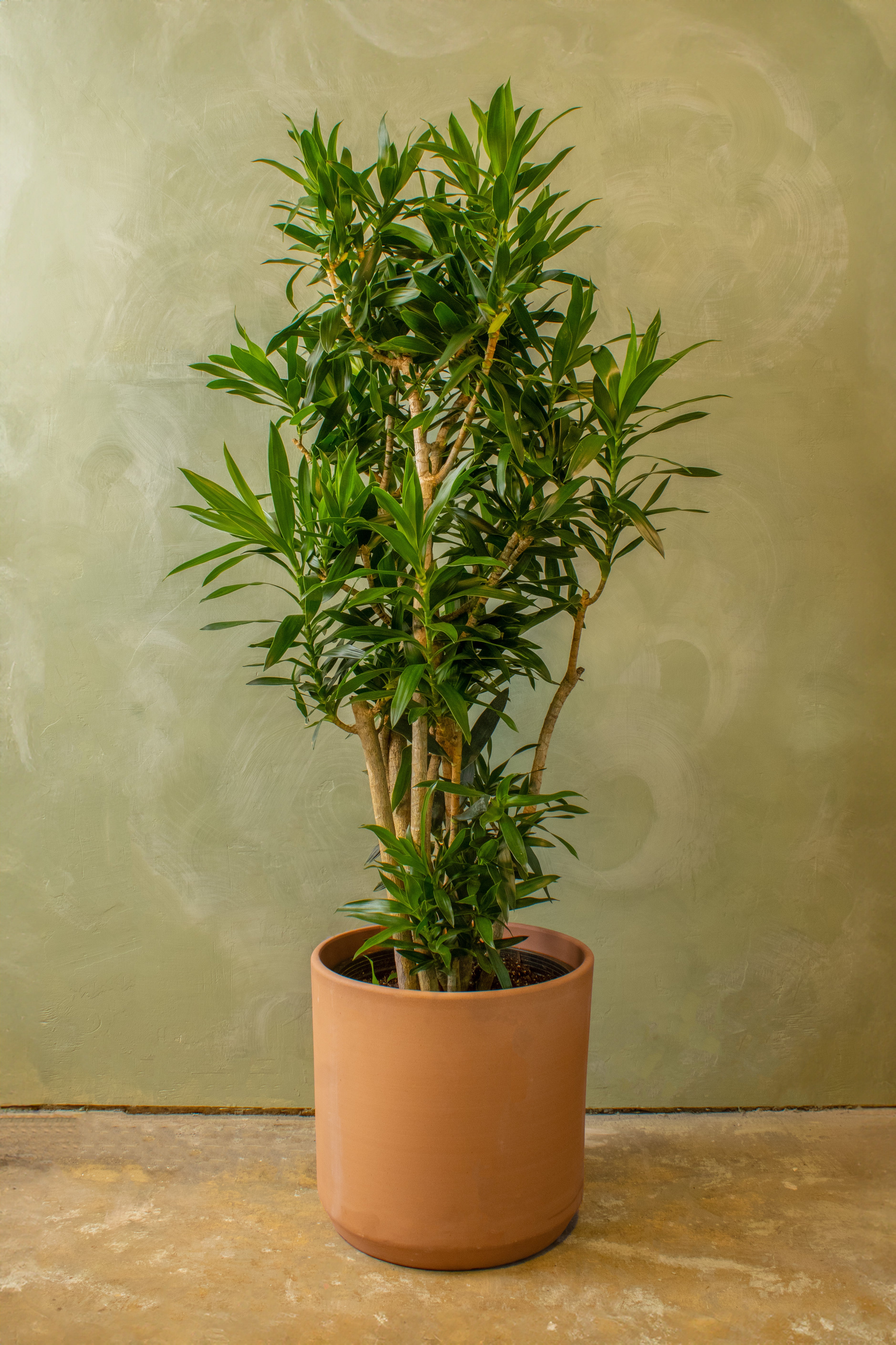 Potted 15" Dracaena Reflexa Bush