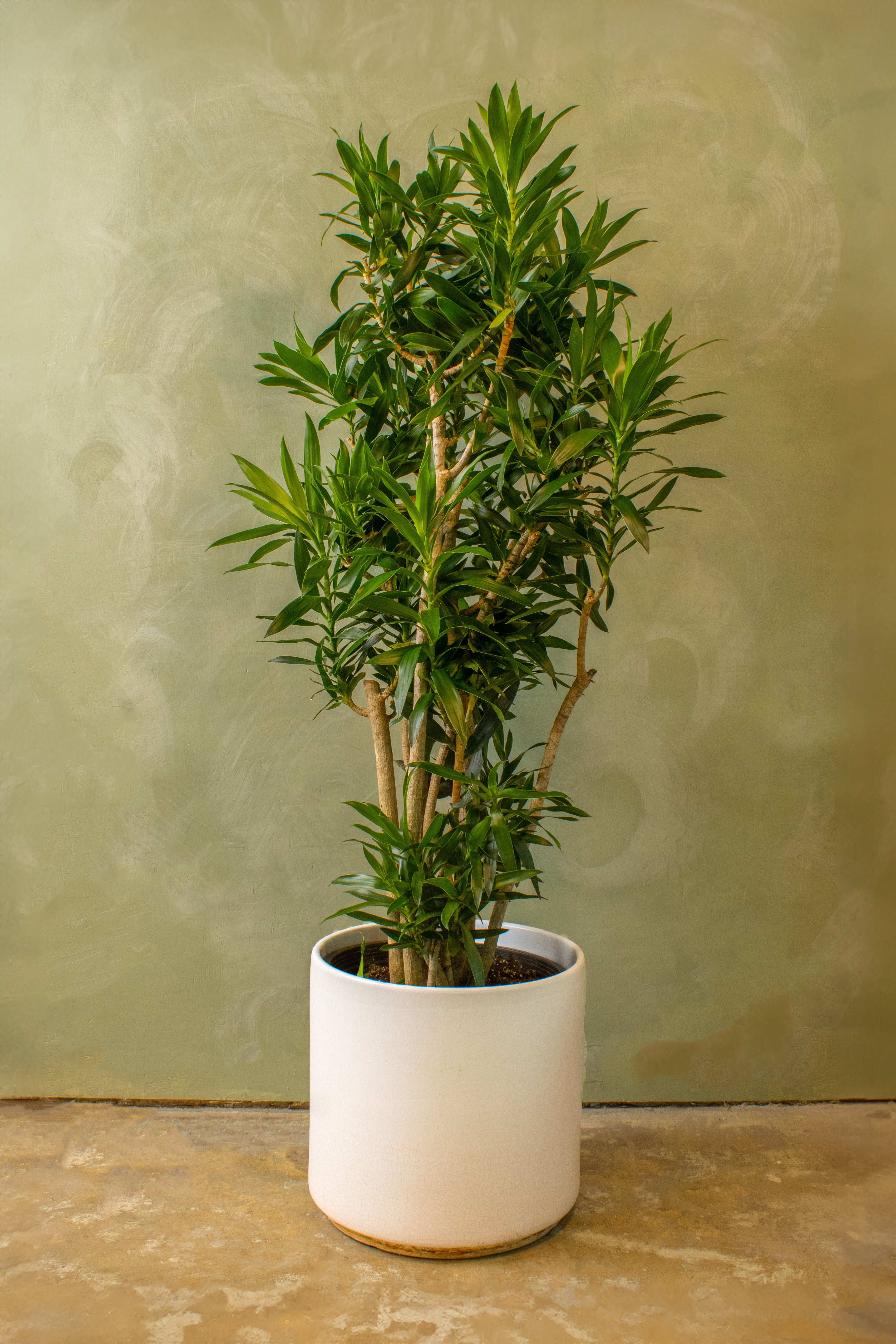 Potted 15" Dracaena Reflexa Bush