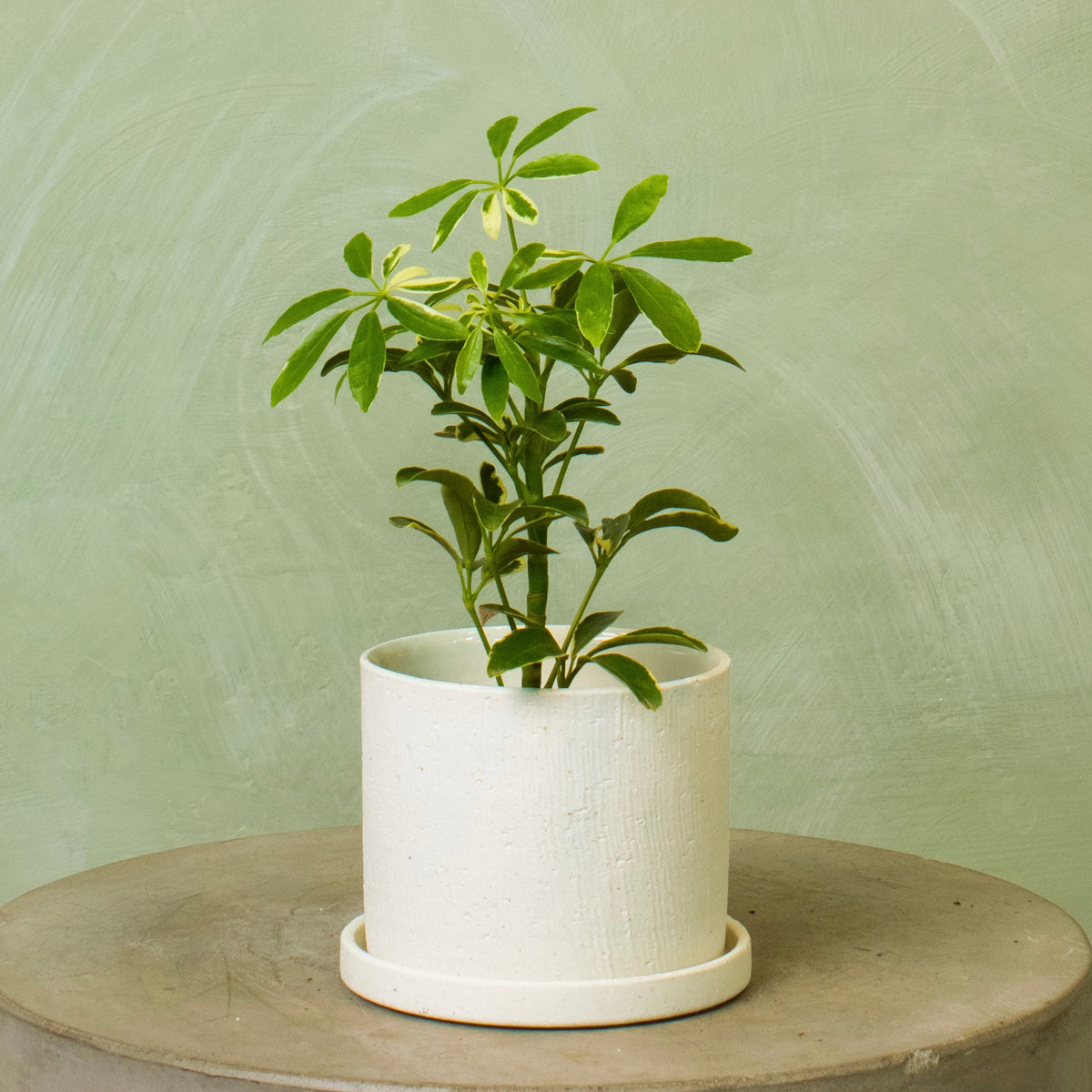 schefflera arboricola moondrop Potted 5.5