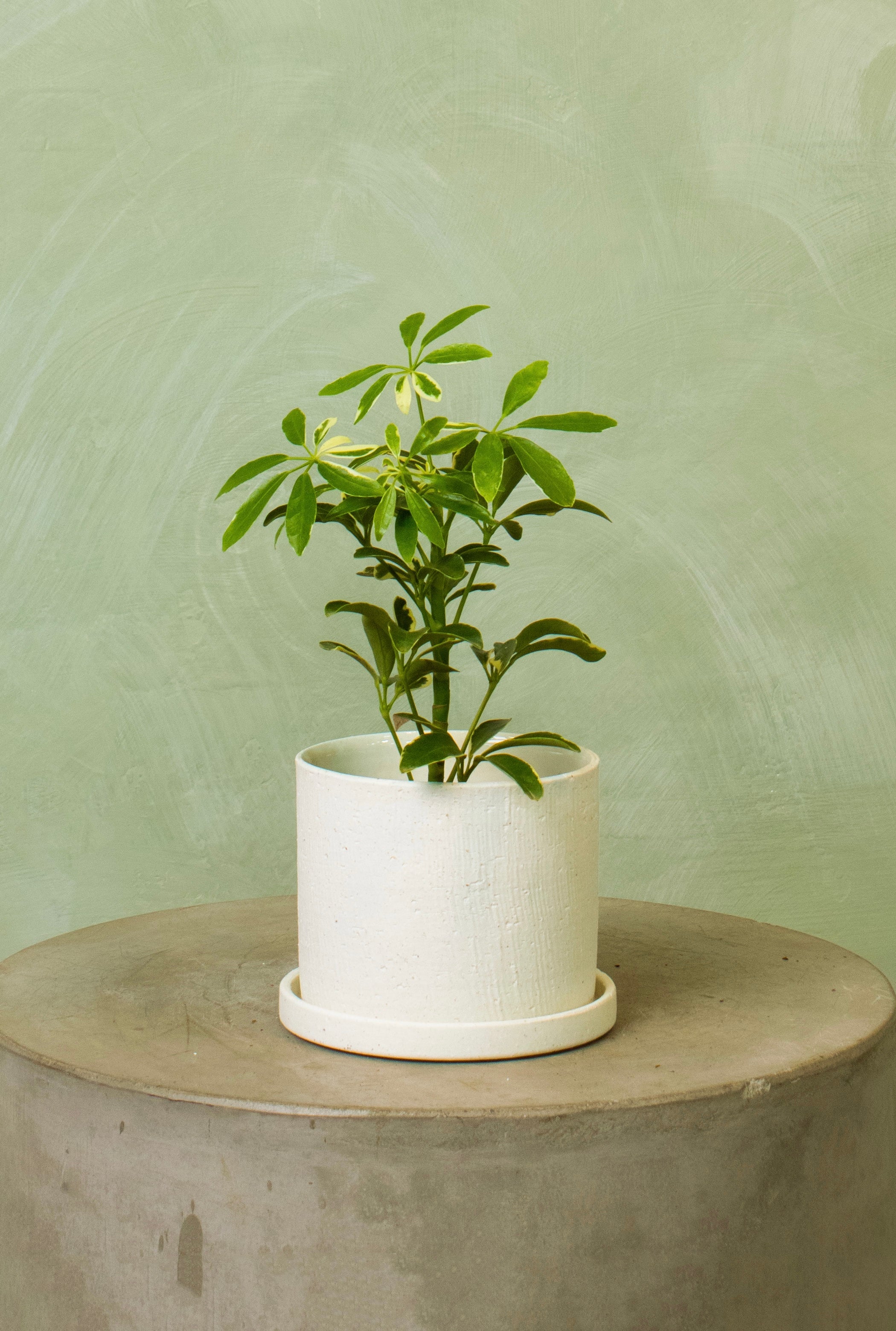 Potted 5.5" Umbrella Tree 'Moondrop'