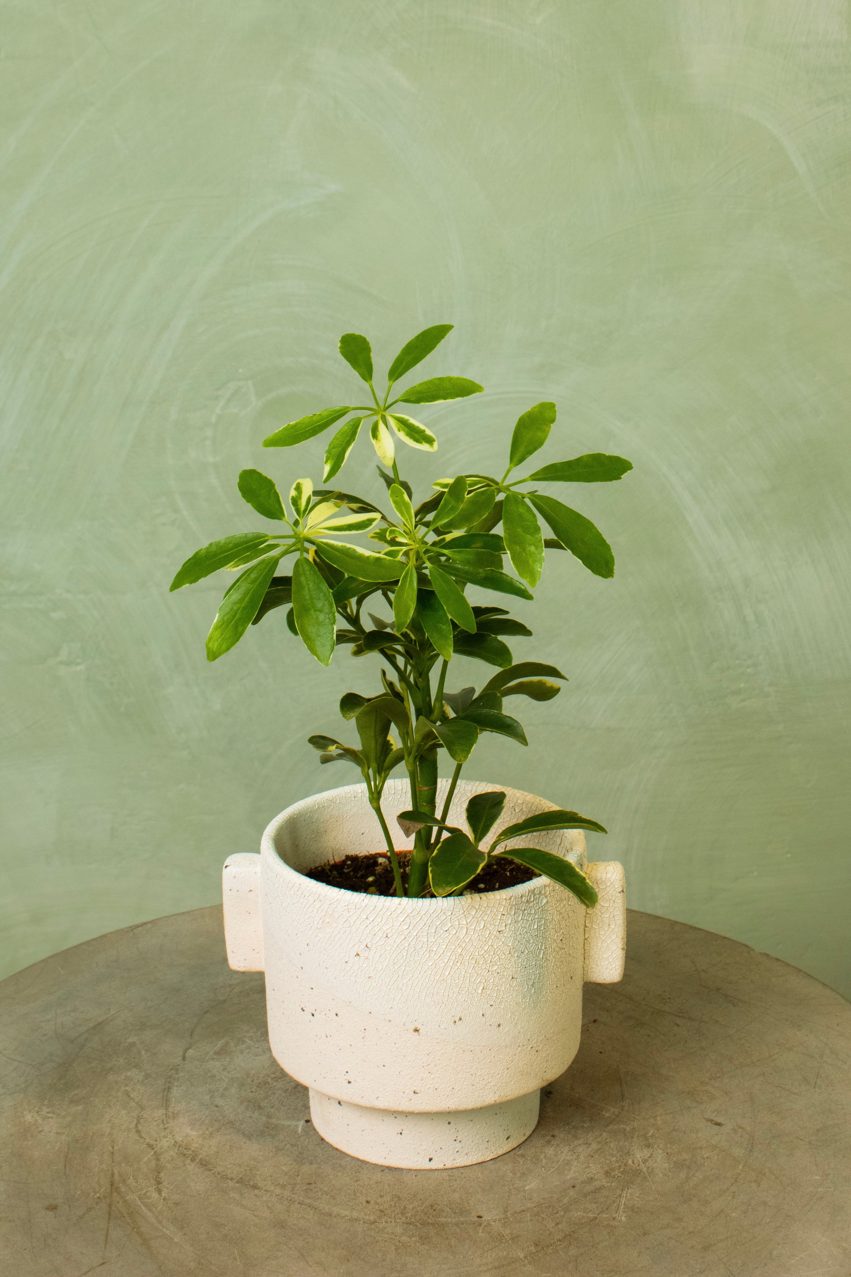 Potted 4.5" Umbrella Tree 'Moondrop'