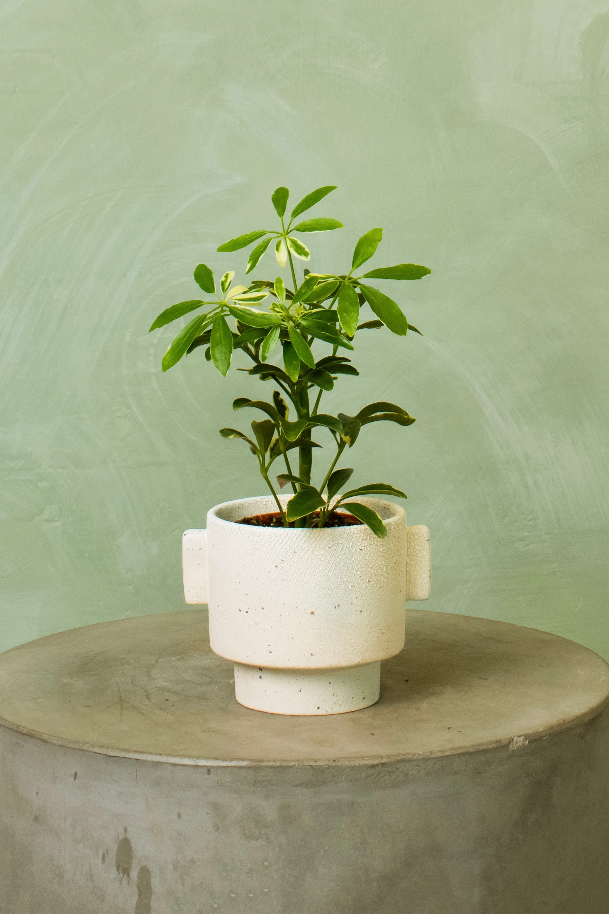 Potted 4.5" Umbrella Tree 'Moondrop'