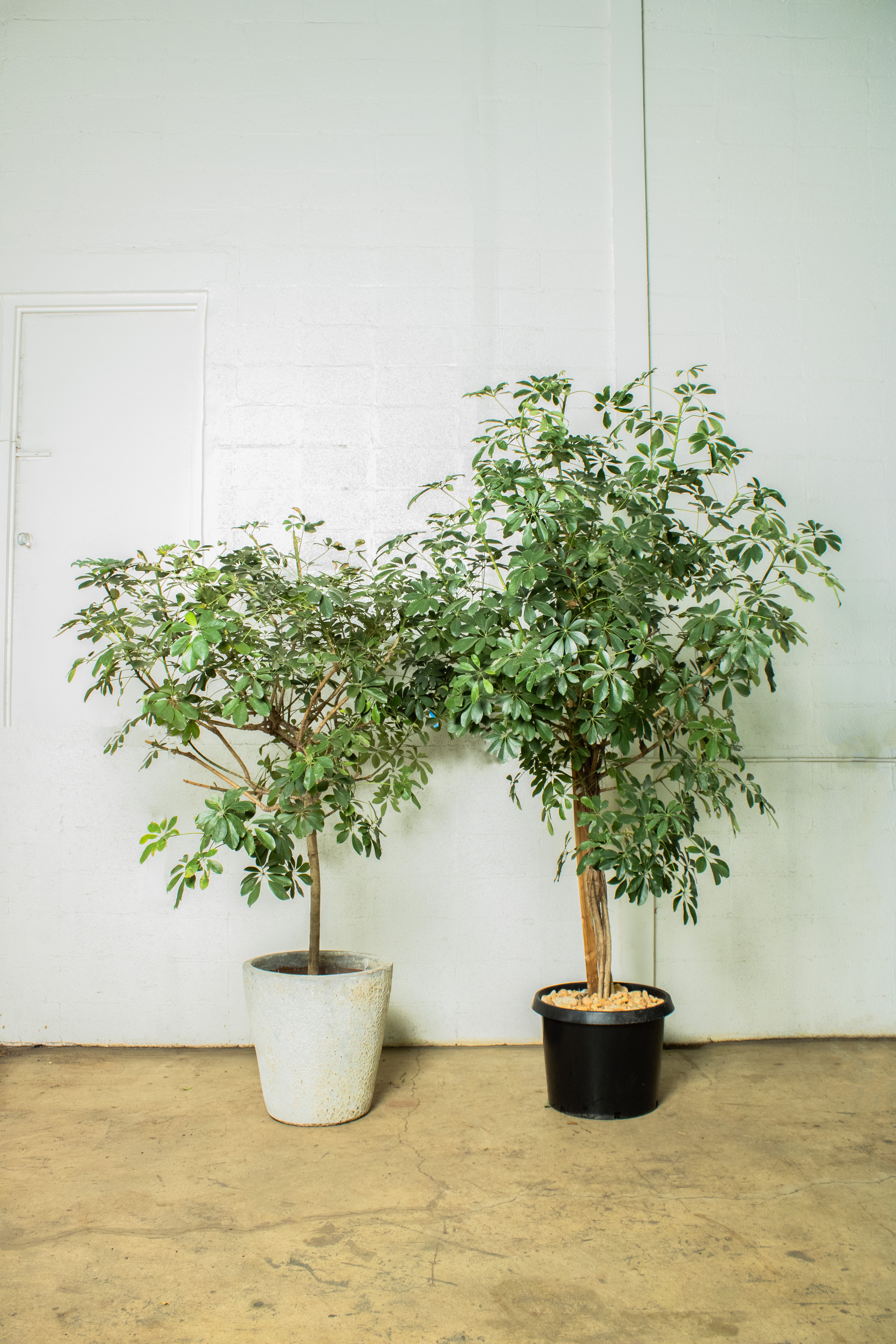 Umbrella Tree