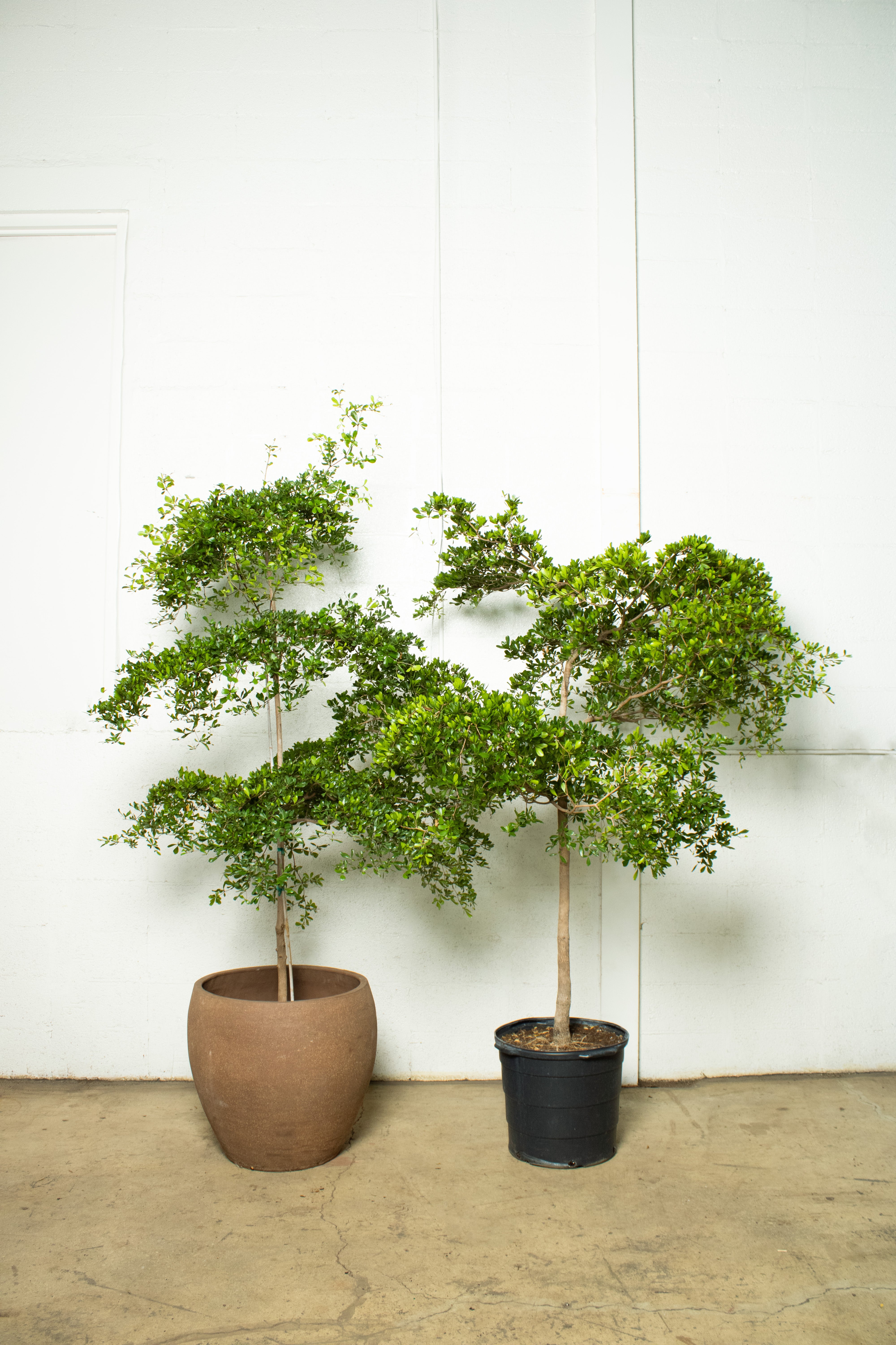 Olive Tree 'Shady Lady'