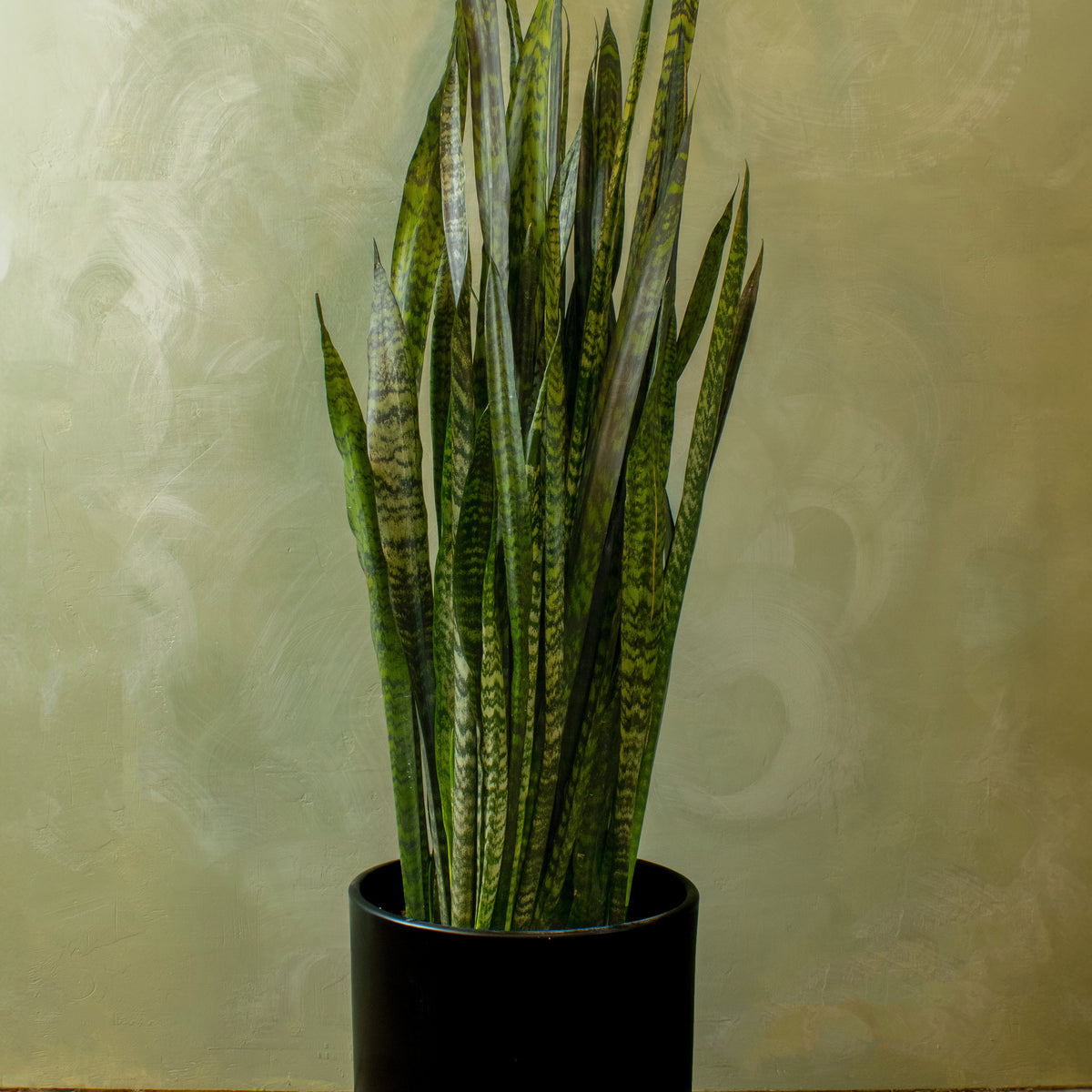 Potted 12