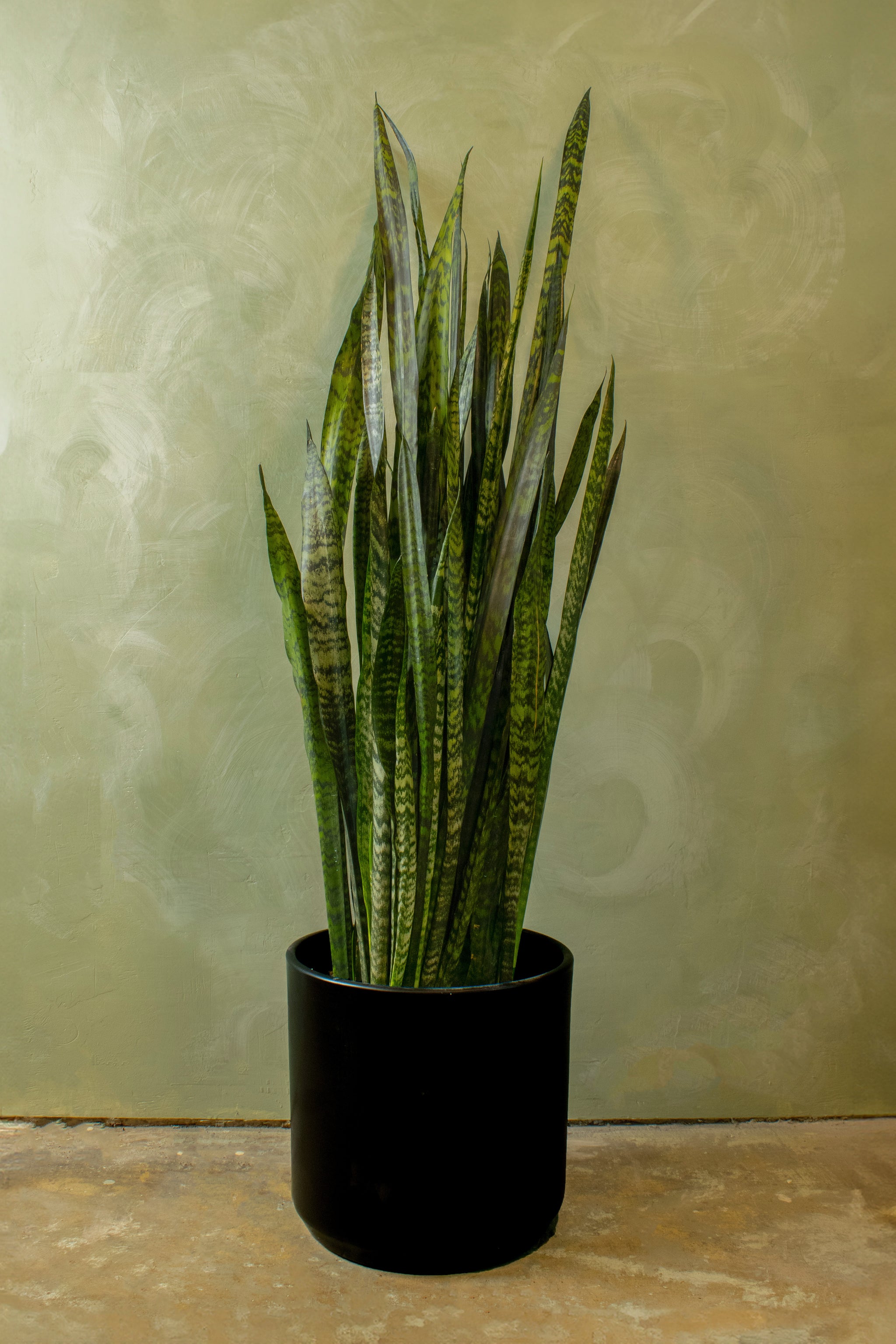 dried snake plant Potted 12" Snake Plant 'Zeylanica'
