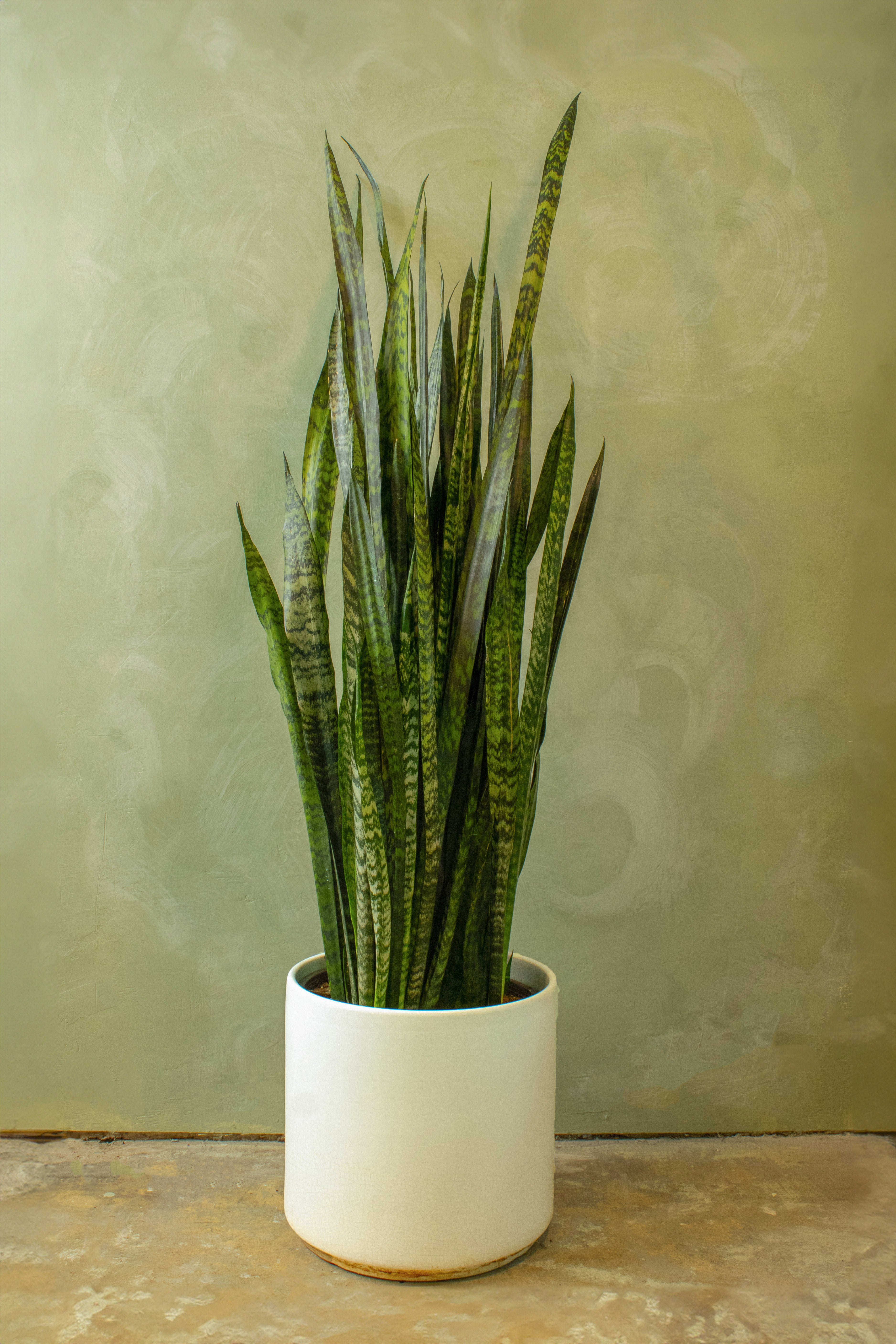 Potted 12" Snake Plant 'Zeylanica'