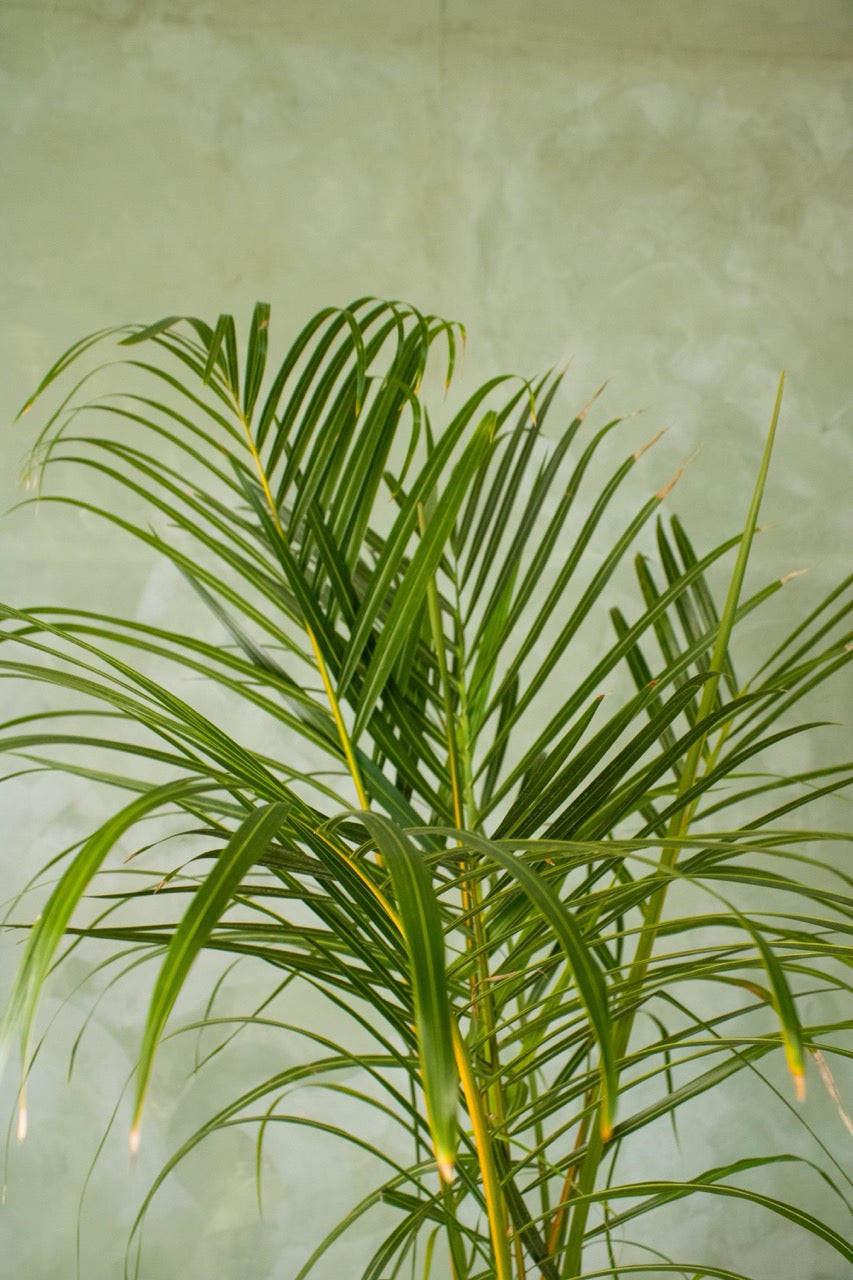 10" Spindle Palm