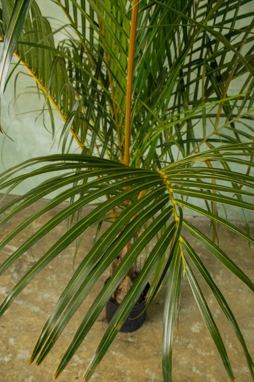 10" Spindle Palm