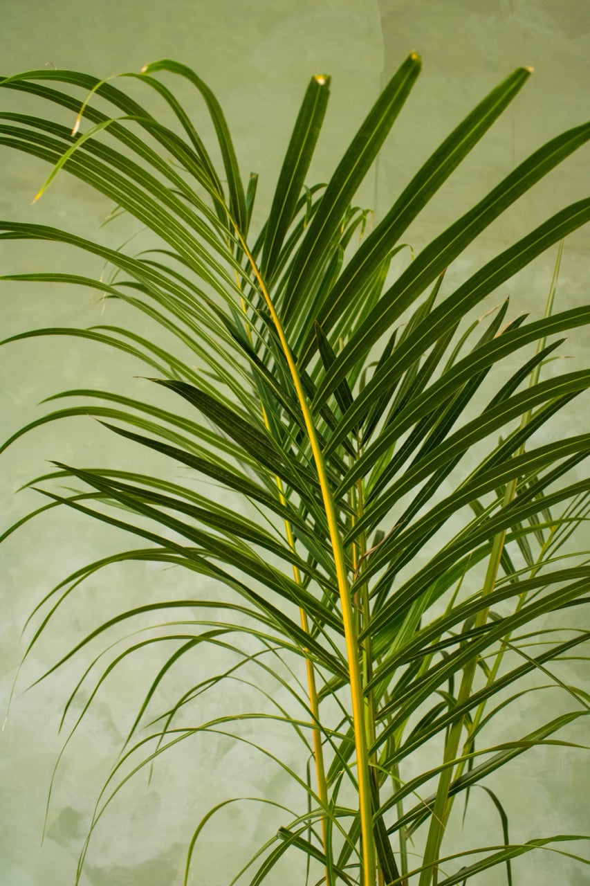 10" Spindle Palm