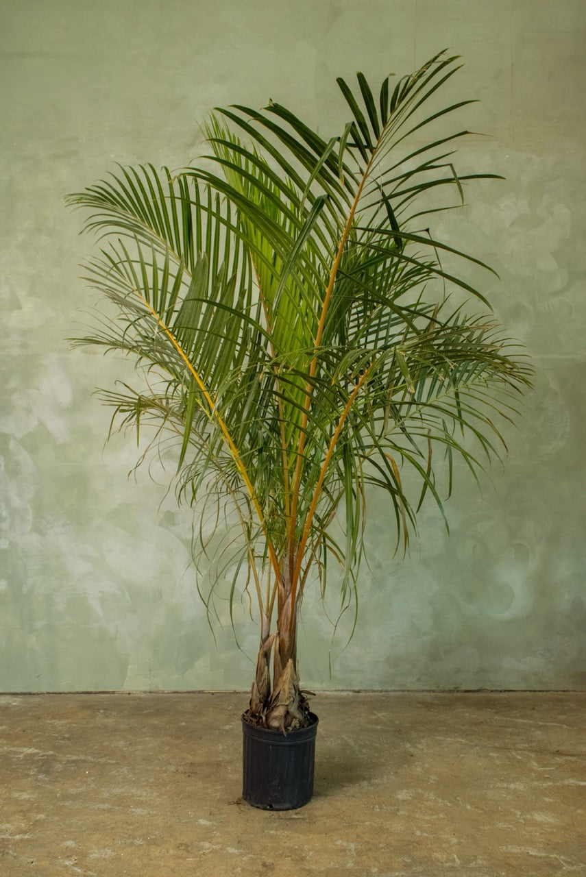 12" Spindle Palm