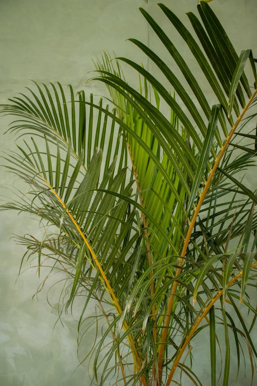 12" Spindle Palm