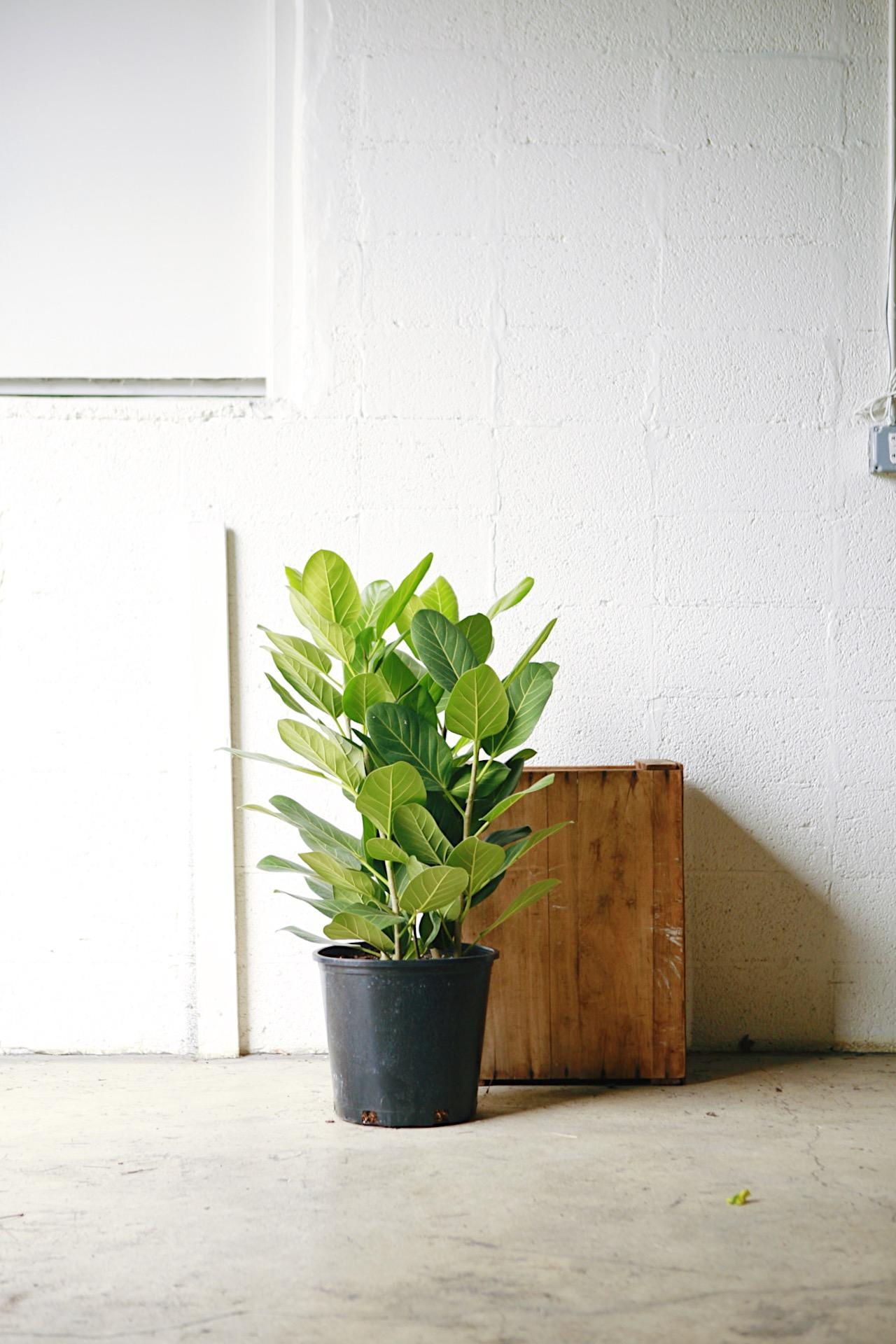 Ficus 'Audrey'