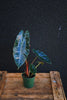 Alocasia 'Chantrieri'