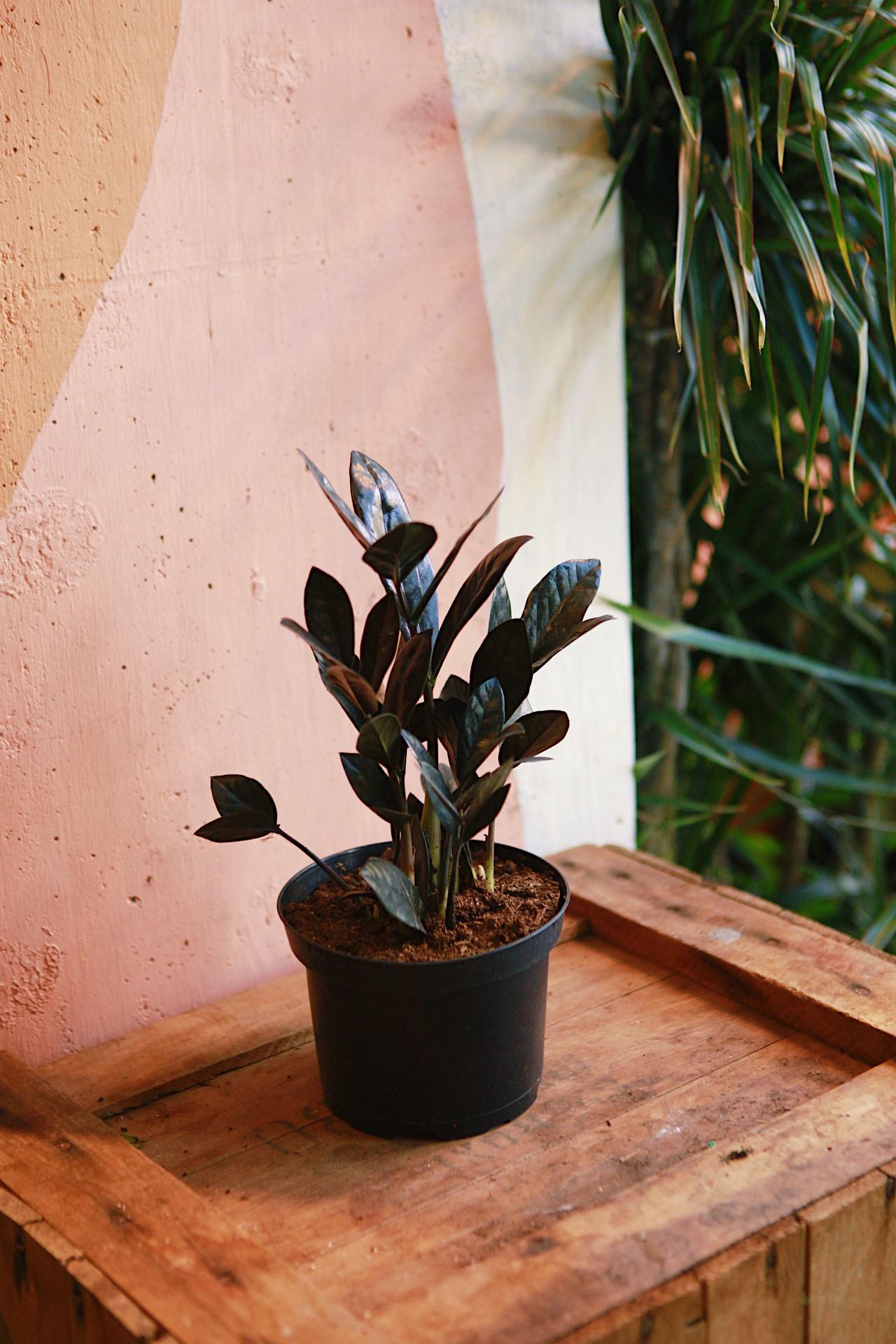Raven' ZZ Plant