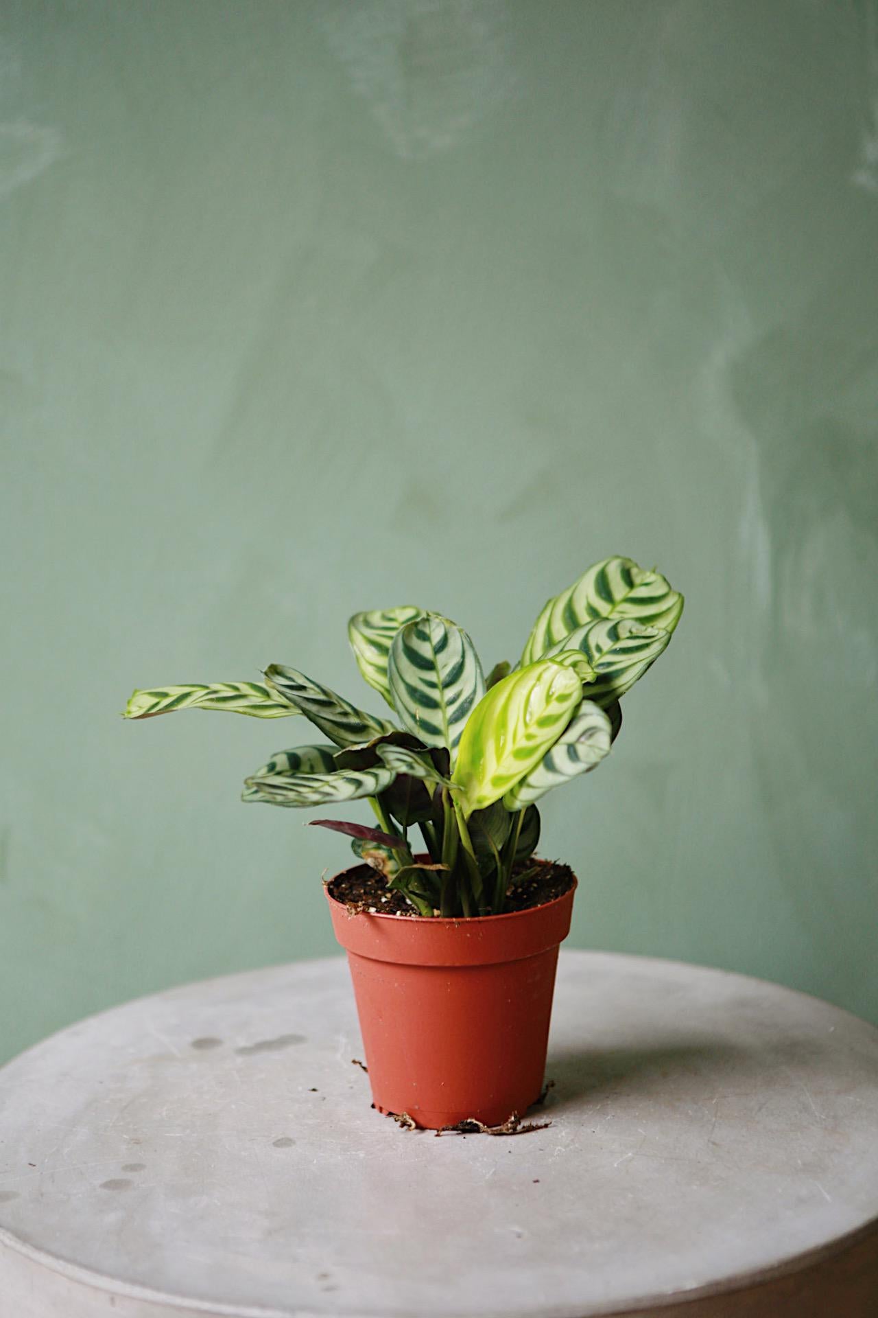Fishbone Prayer Plant