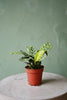 Fishbone Prayer Plant