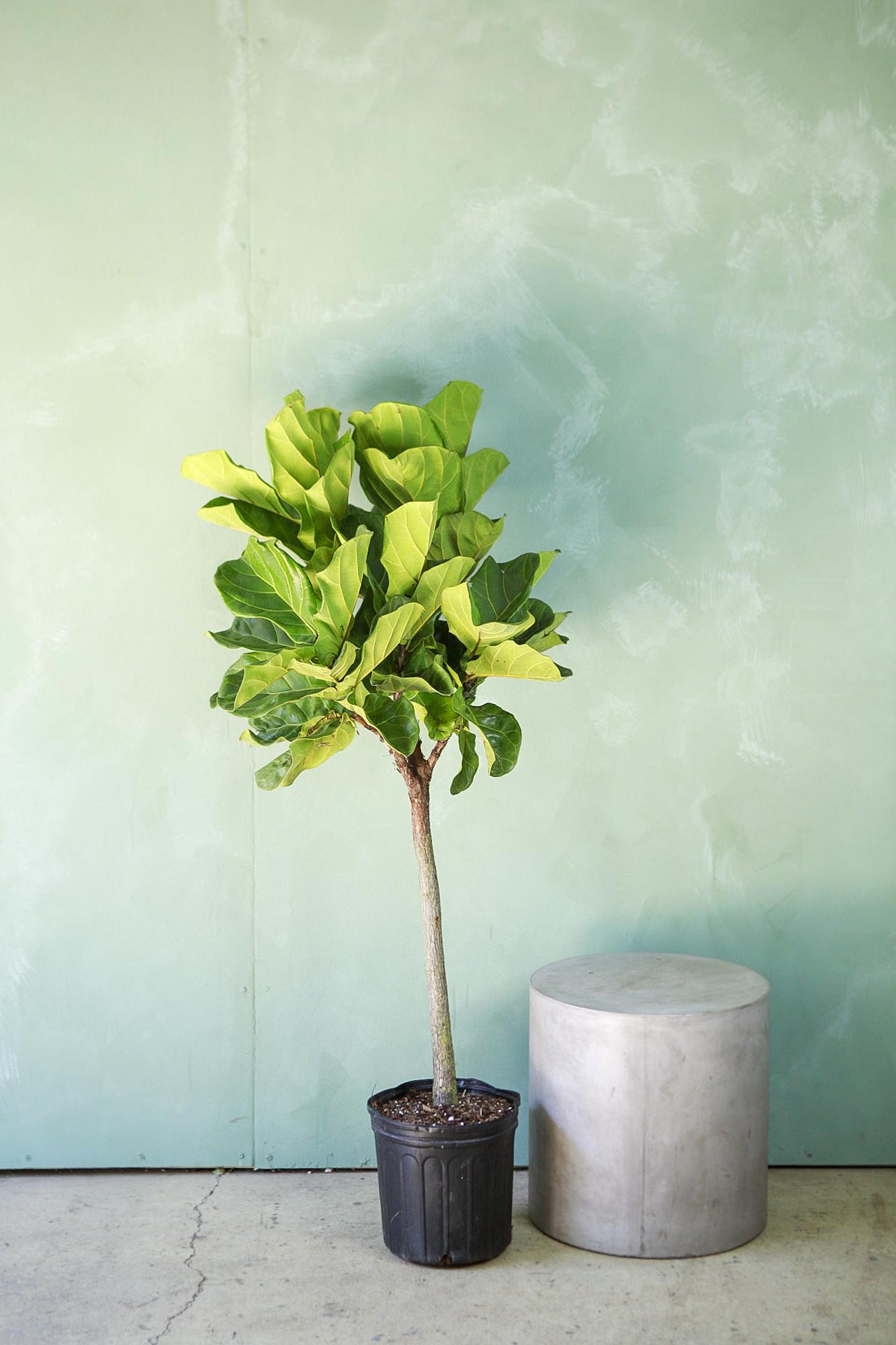 Fiddle Leaf Fig