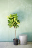 Fiddle Leaf Fig