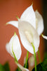 Peace Lily