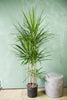 Dracaena Marginata