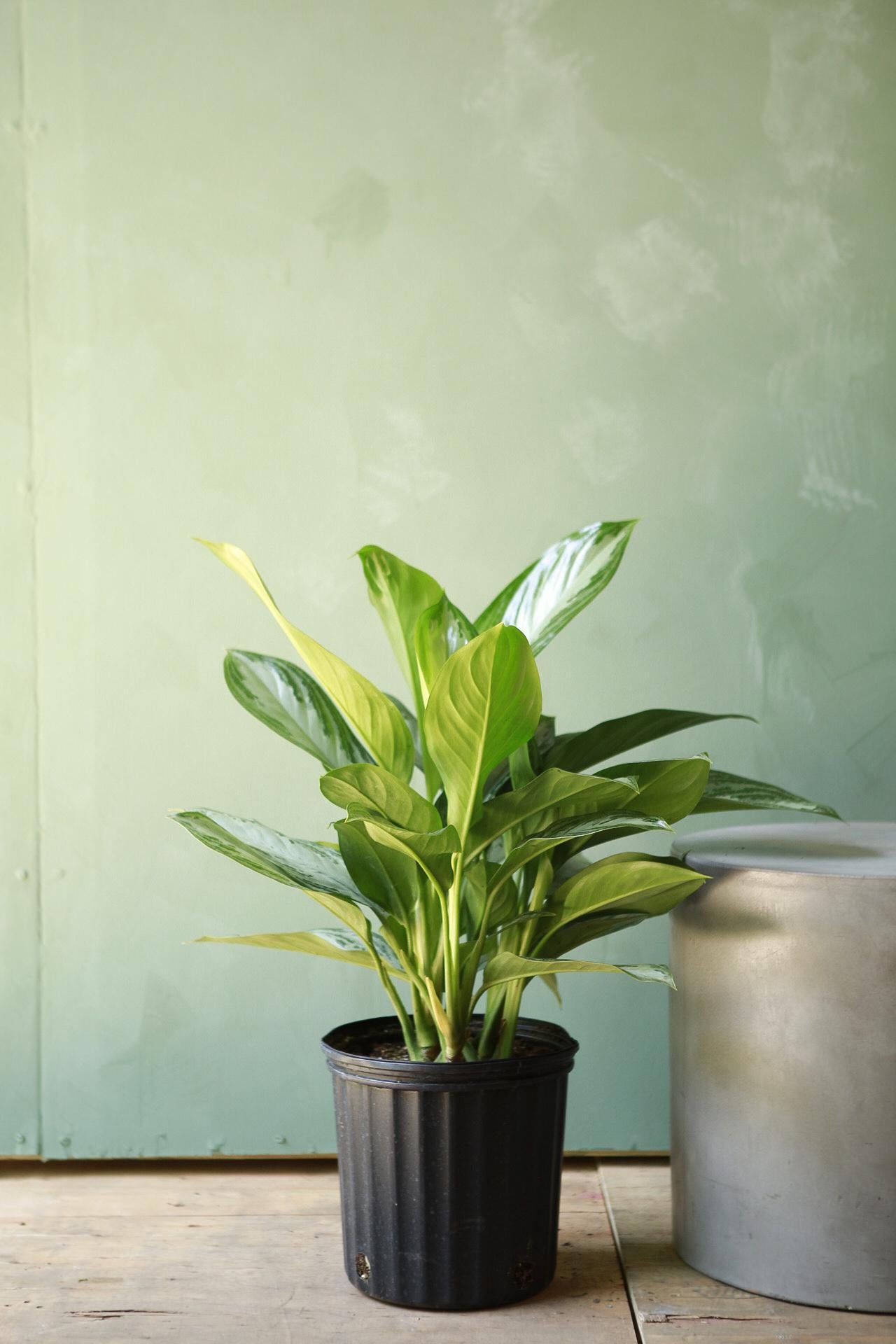 Aglaonema 'Silver Bay'