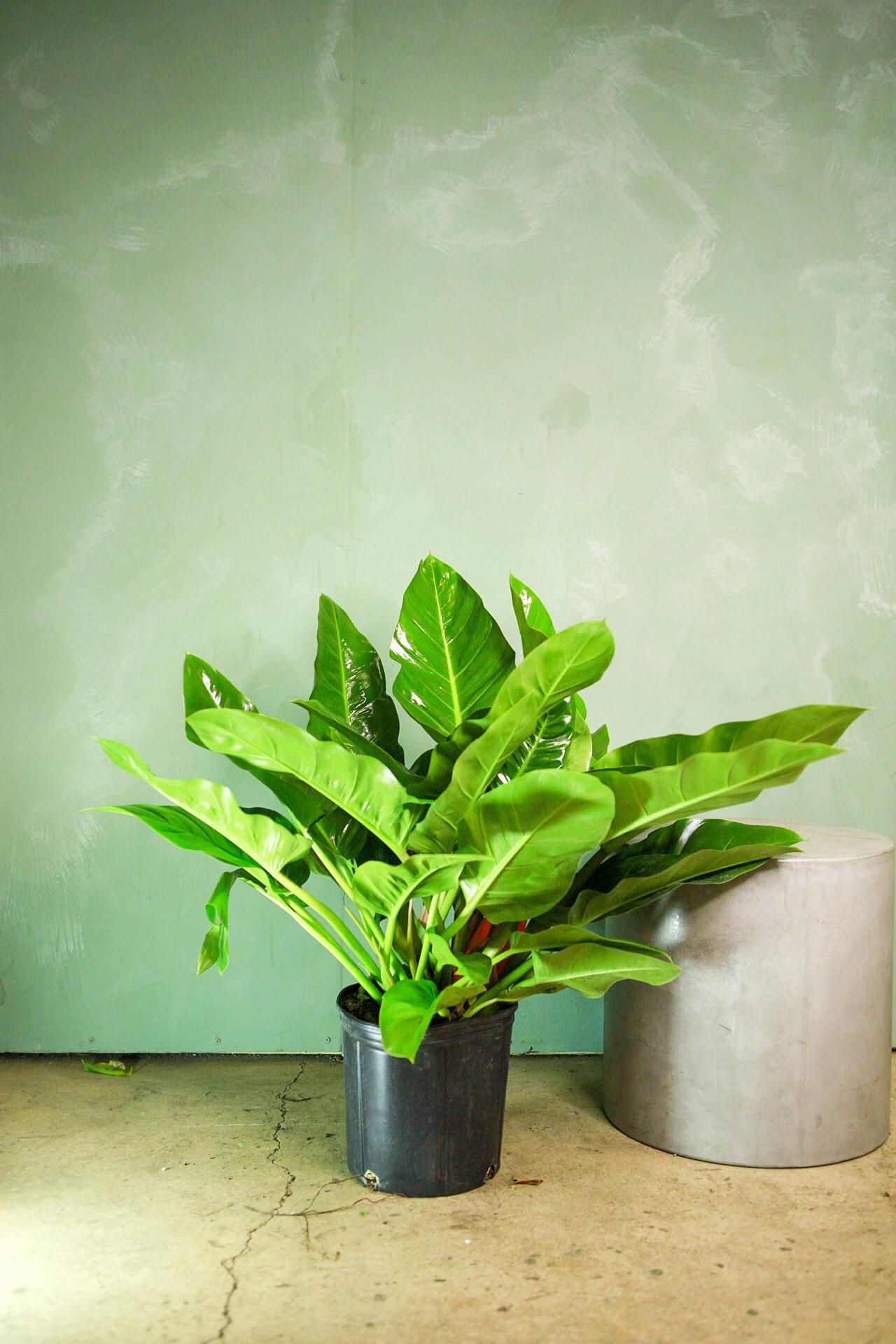 Philodendron 'Imperial Green'