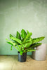 Philodendron 'Imperial Green'